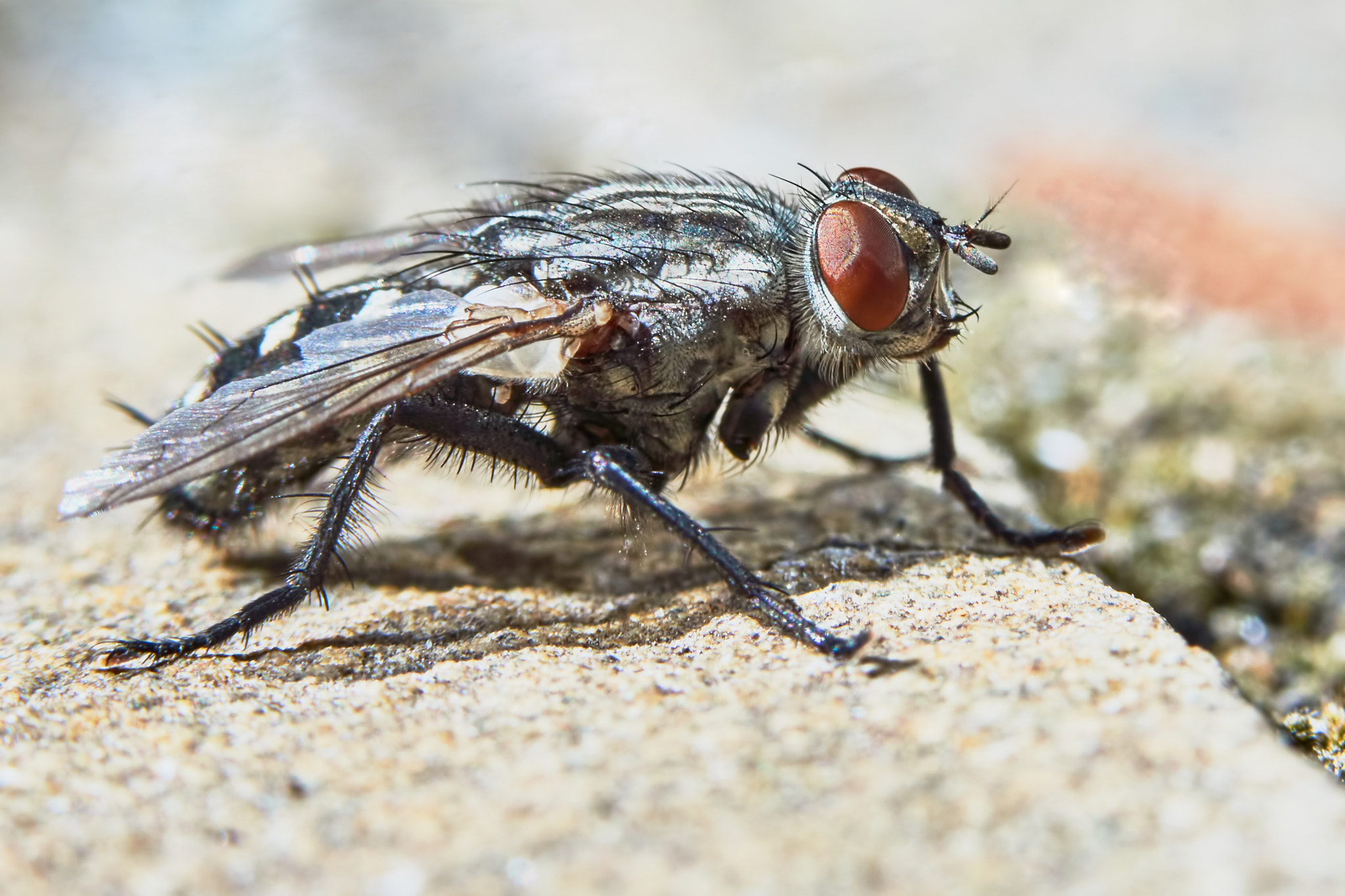 Sony Alpha NEX-7 + 90mm F2.8 Macro G OSS sample photo. Gray fly in the garden closeup photography