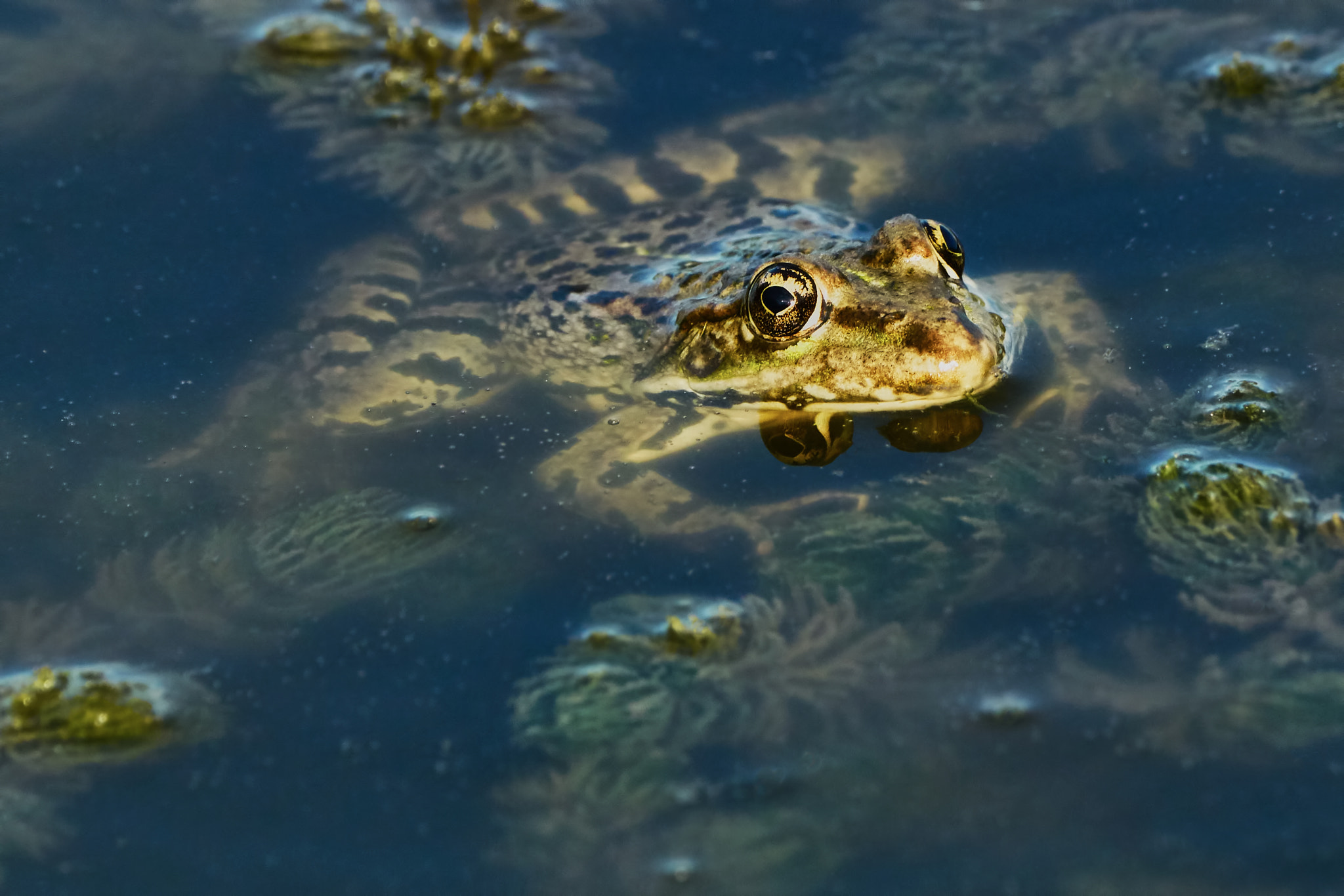 Sony ILCA-77M2 + Sony 70-400mm F4-5.6 G SSM II sample photo. Green frog photography