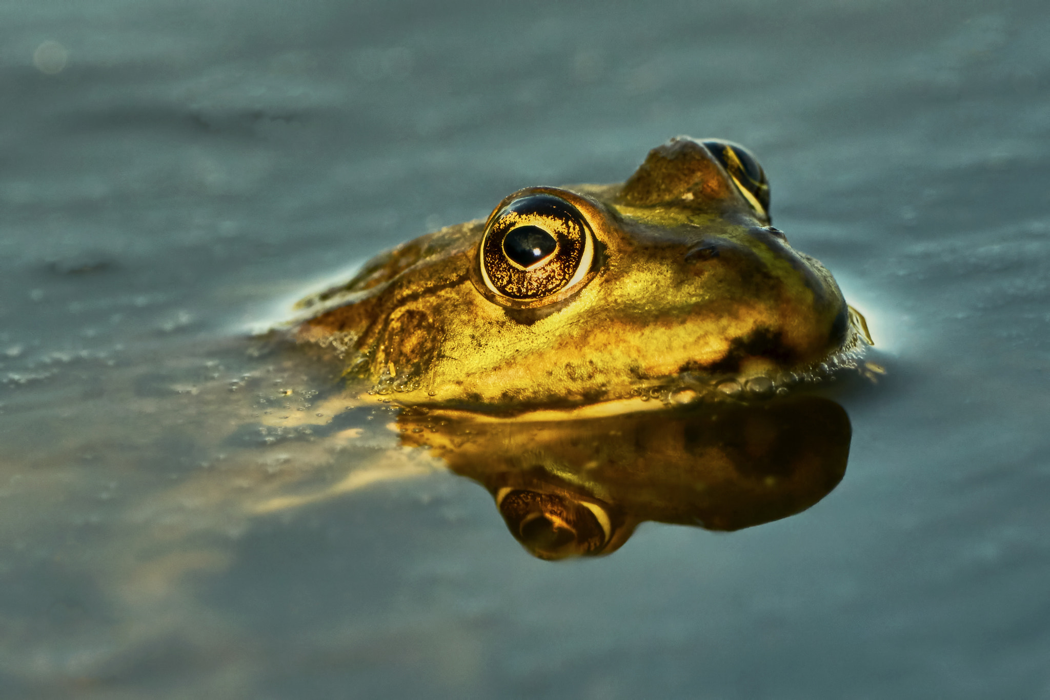 Sony ILCA-77M2 + Sony 70-400mm F4-5.6 G SSM II sample photo. Green frog photography