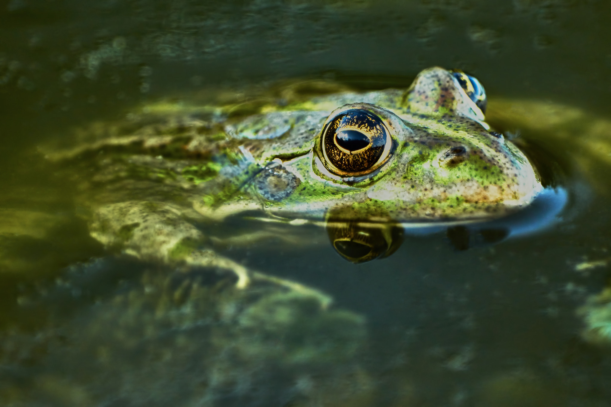 Sony ILCA-77M2 + Sony 70-400mm F4-5.6 G SSM II sample photo. Green frog photography