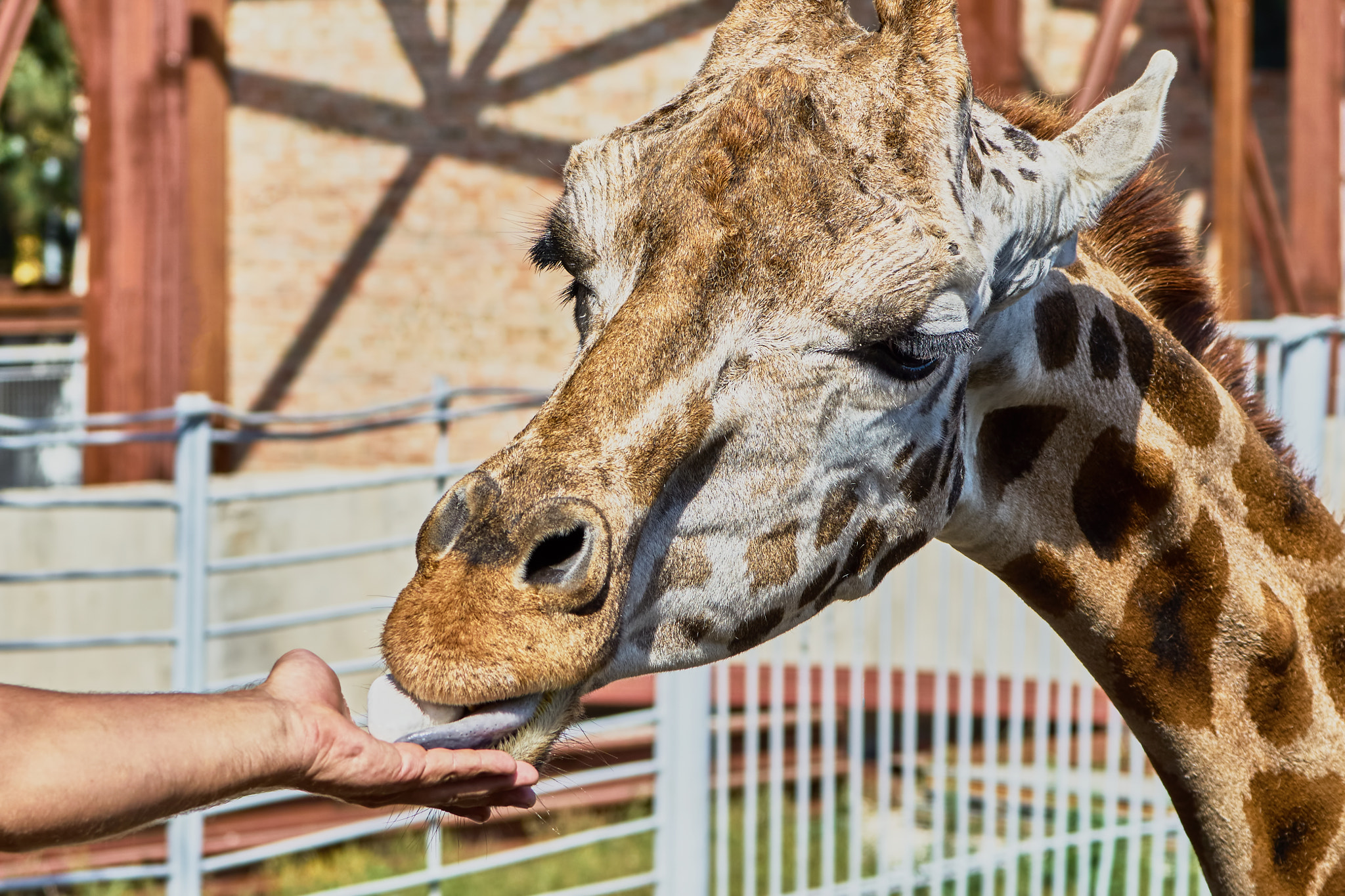 Sony ILCA-77M2 + Sony 70-400mm F4-5.6 G SSM II sample photo. Giraffe at the zoo photography