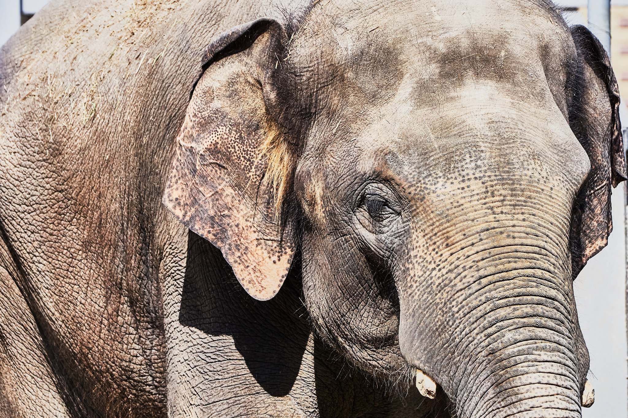 Sony ILCA-77M2 + Sony 70-400mm F4-5.6 G SSM II sample photo. An elephant at the zoo photography