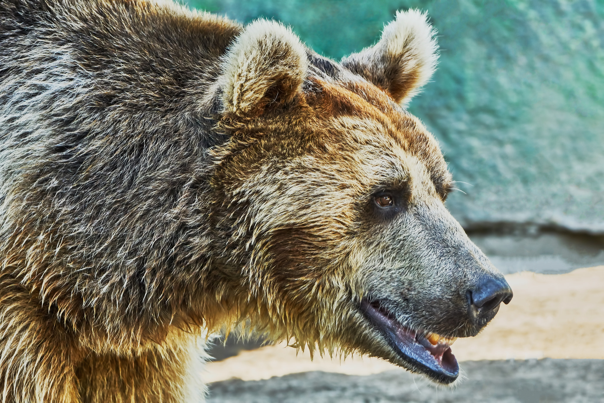 Sony ILCA-77M2 + Sony 70-400mm F4-5.6 G SSM II sample photo. Brown bear in a zoo photography