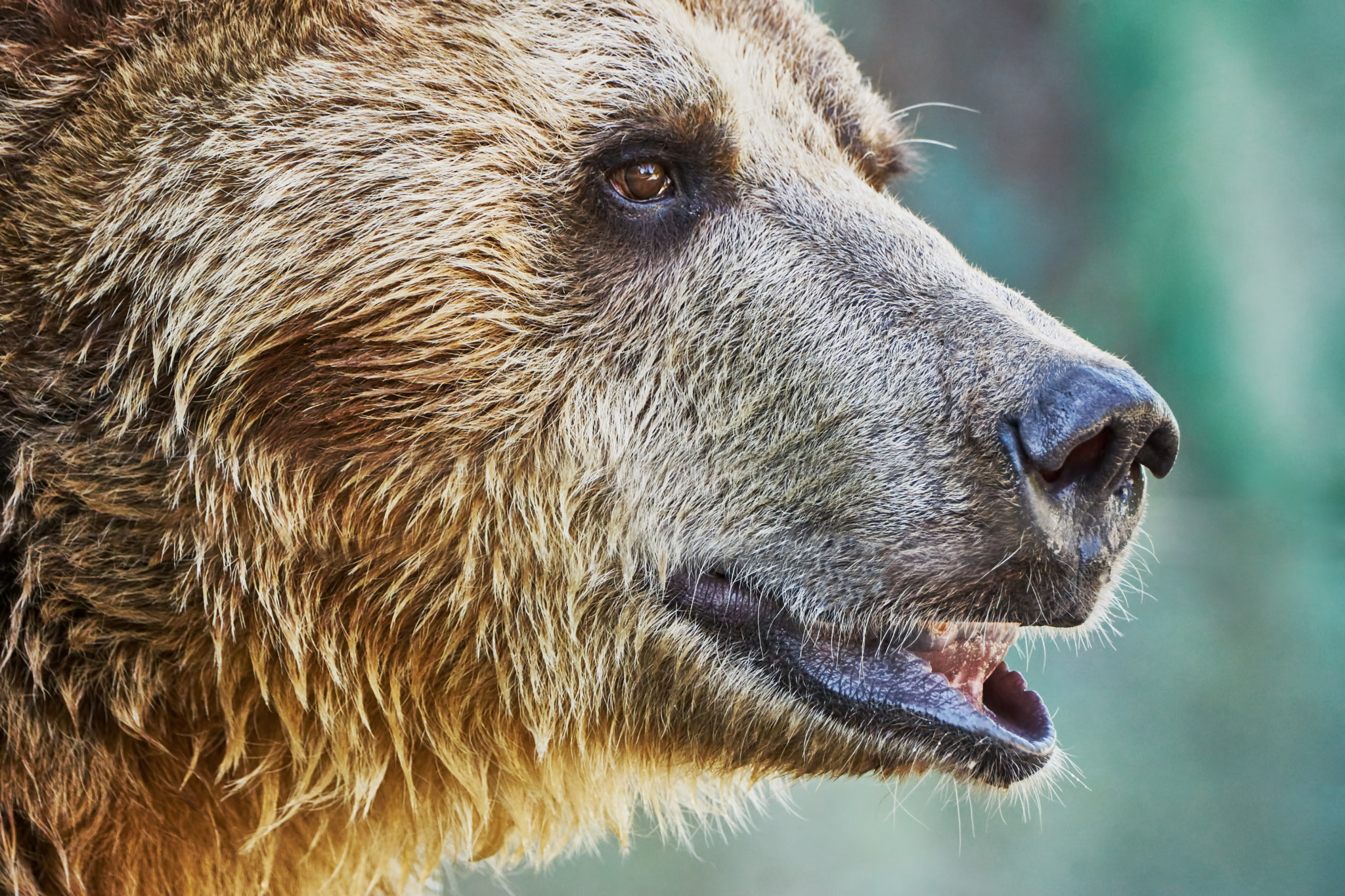 Sony ILCA-77M2 + Sony 70-400mm F4-5.6 G SSM II sample photo. Brown bear in a zoo photography