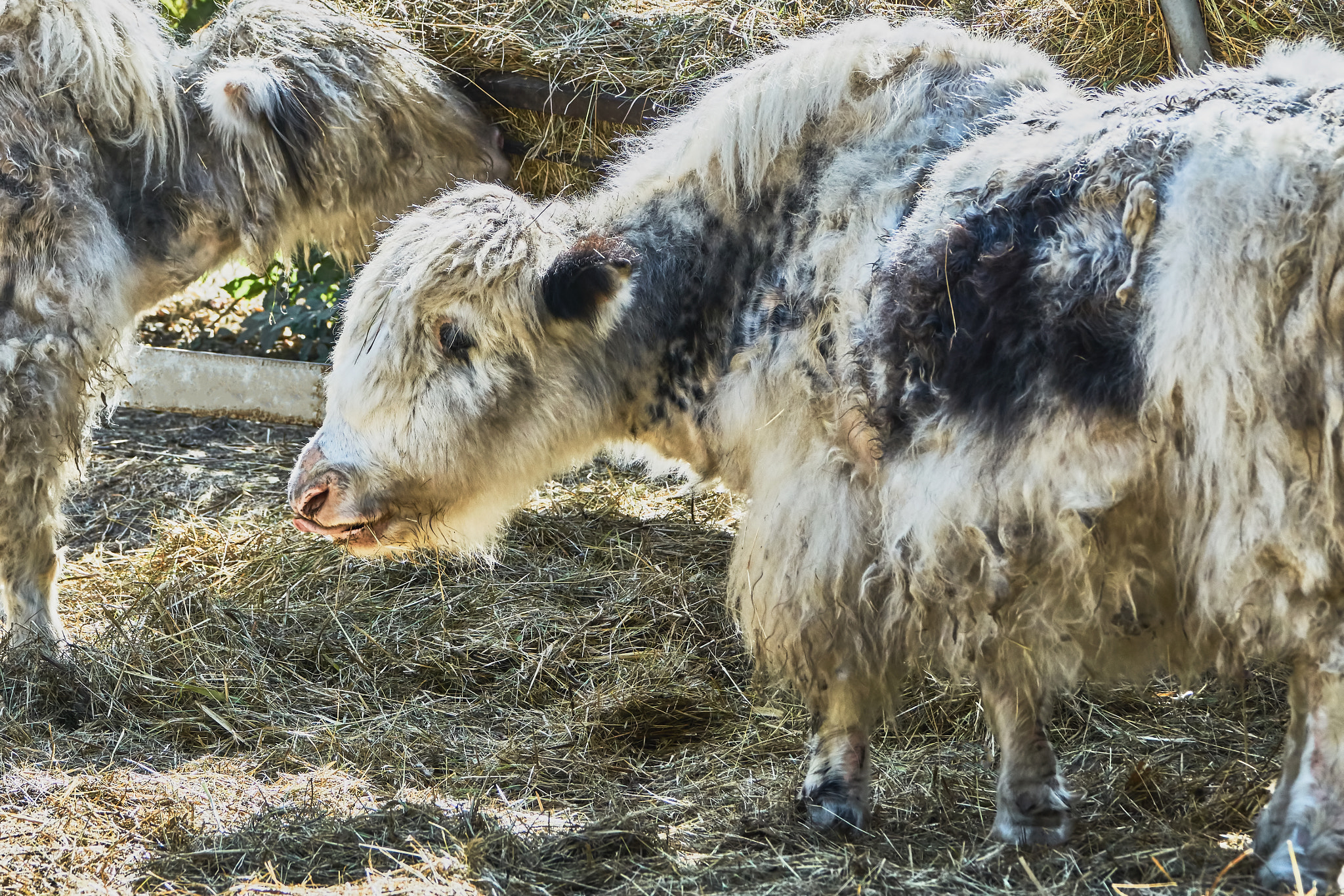Sony ILCA-77M2 + Sony 70-400mm F4-5.6 G SSM II sample photo. Yaks in the zoo photography