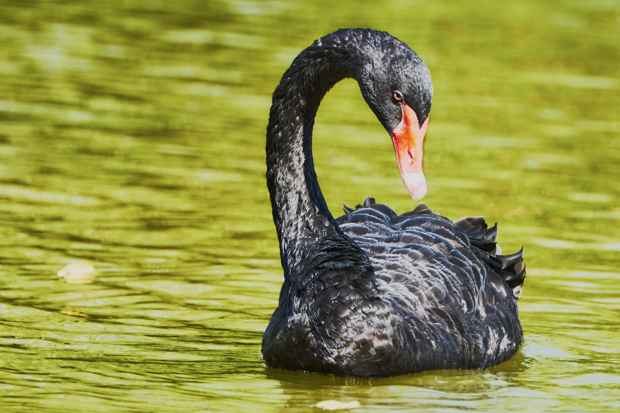 Sony ILCA-77M2 + Sony 70-400mm F4-5.6 G SSM II sample photo. The black swan floats photography
