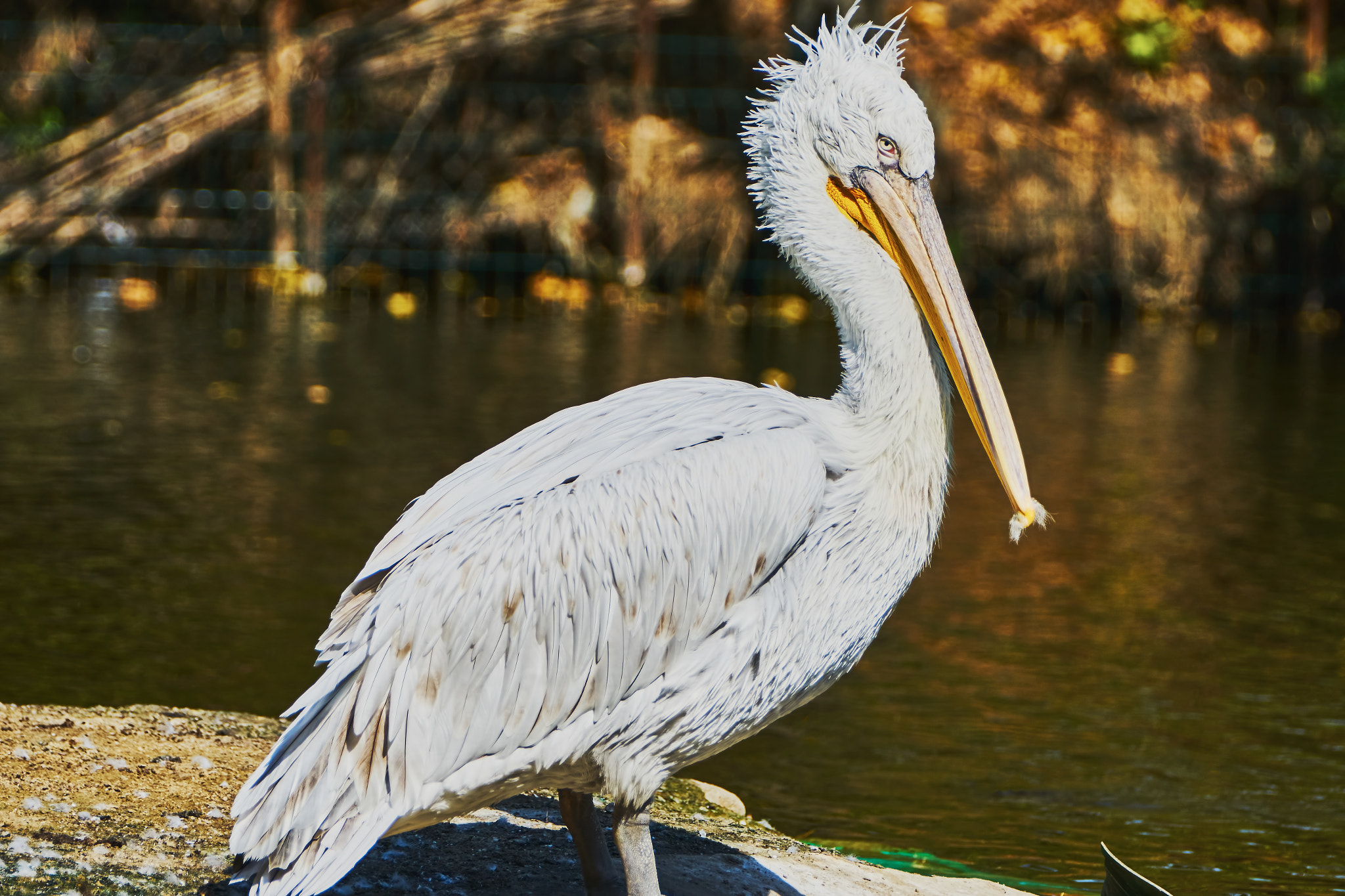 Sony ILCA-77M2 + Sony 70-400mm F4-5.6 G SSM II sample photo. Beautiful pelican in zoo photography