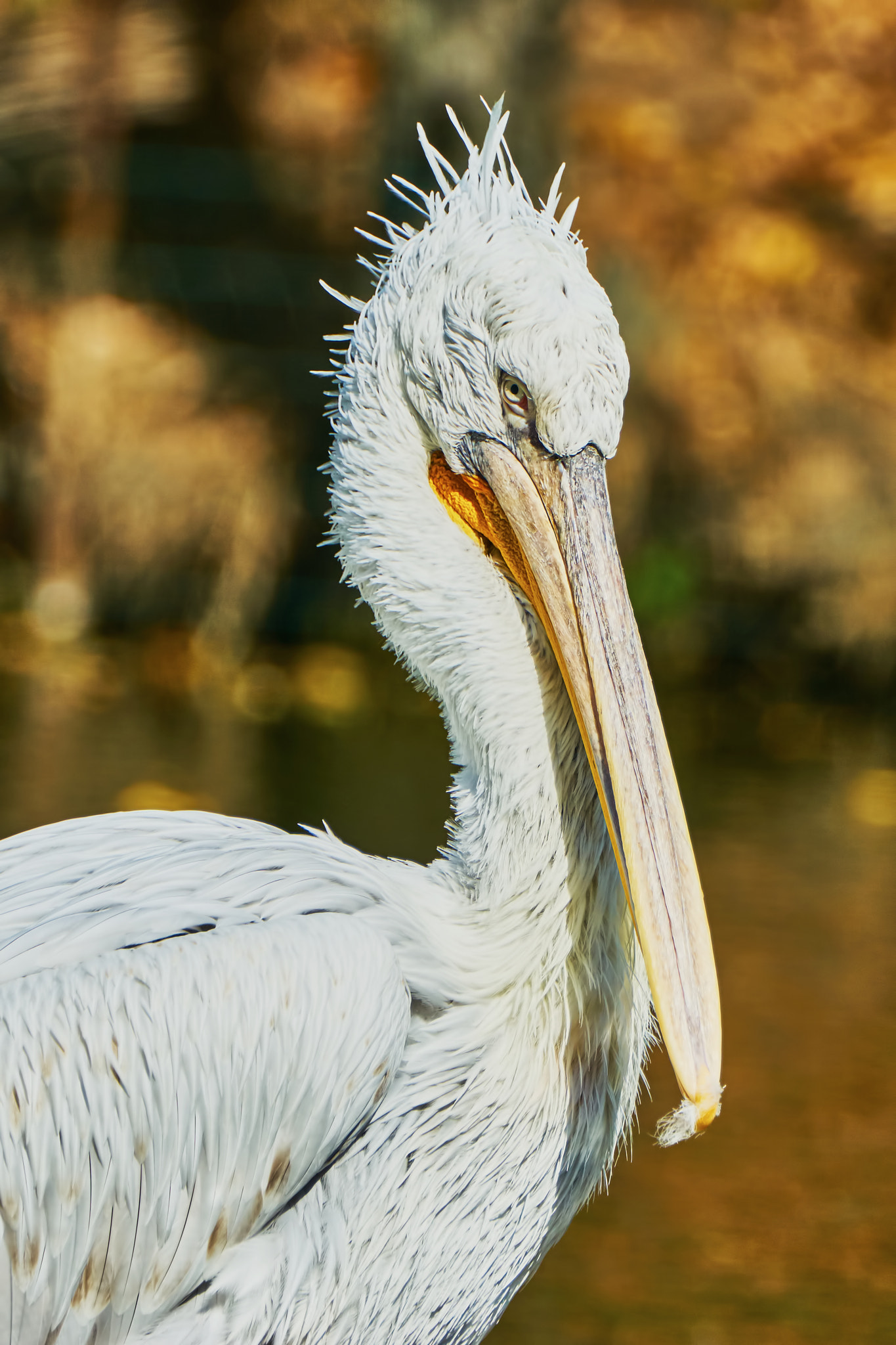 Sony ILCA-77M2 + Sony 70-400mm F4-5.6 G SSM II sample photo. Beautiful pelican in zoo photography