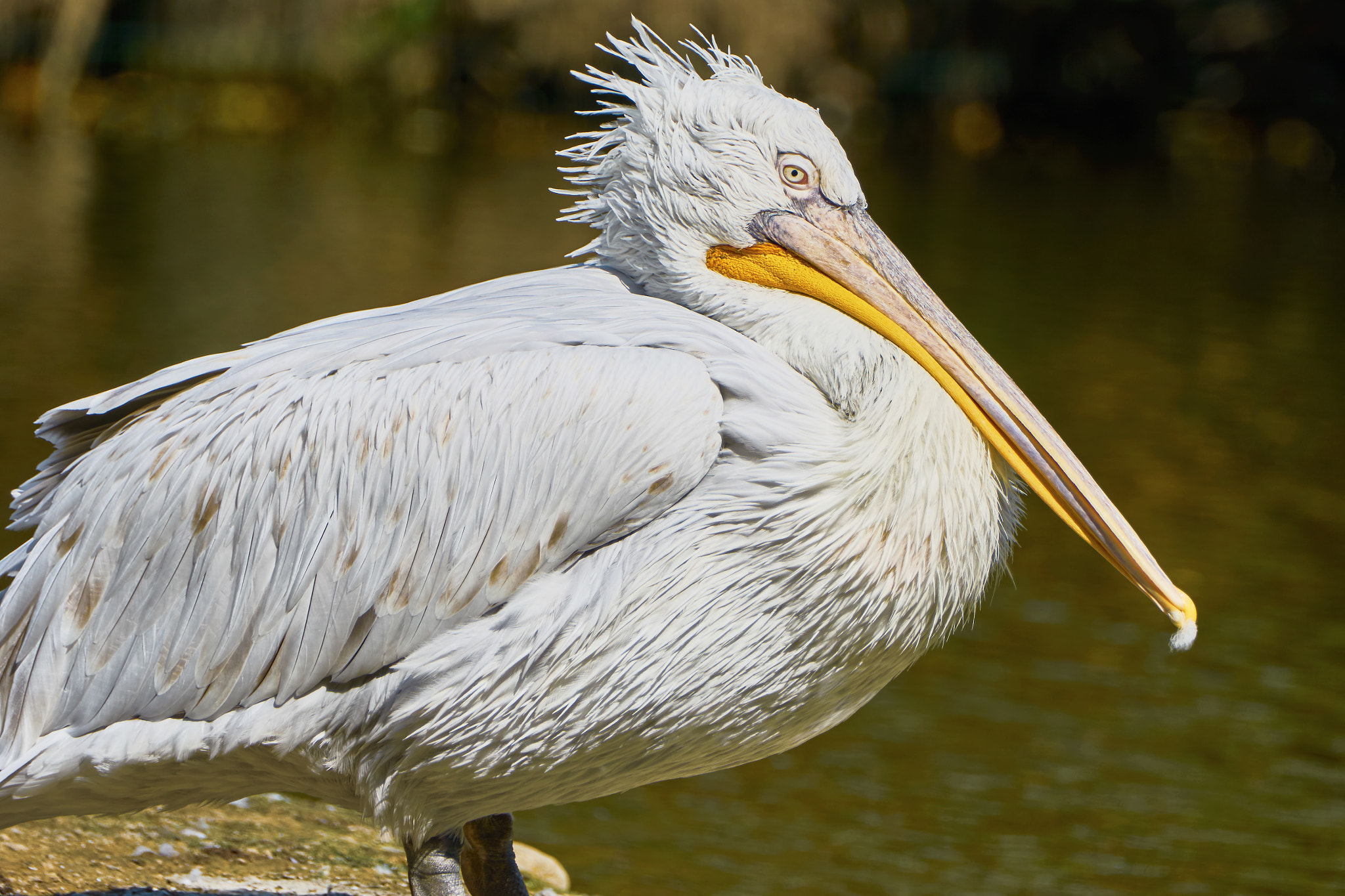 Sony ILCA-77M2 + Sony 70-400mm F4-5.6 G SSM II sample photo. Beautiful pelican in zoo photography