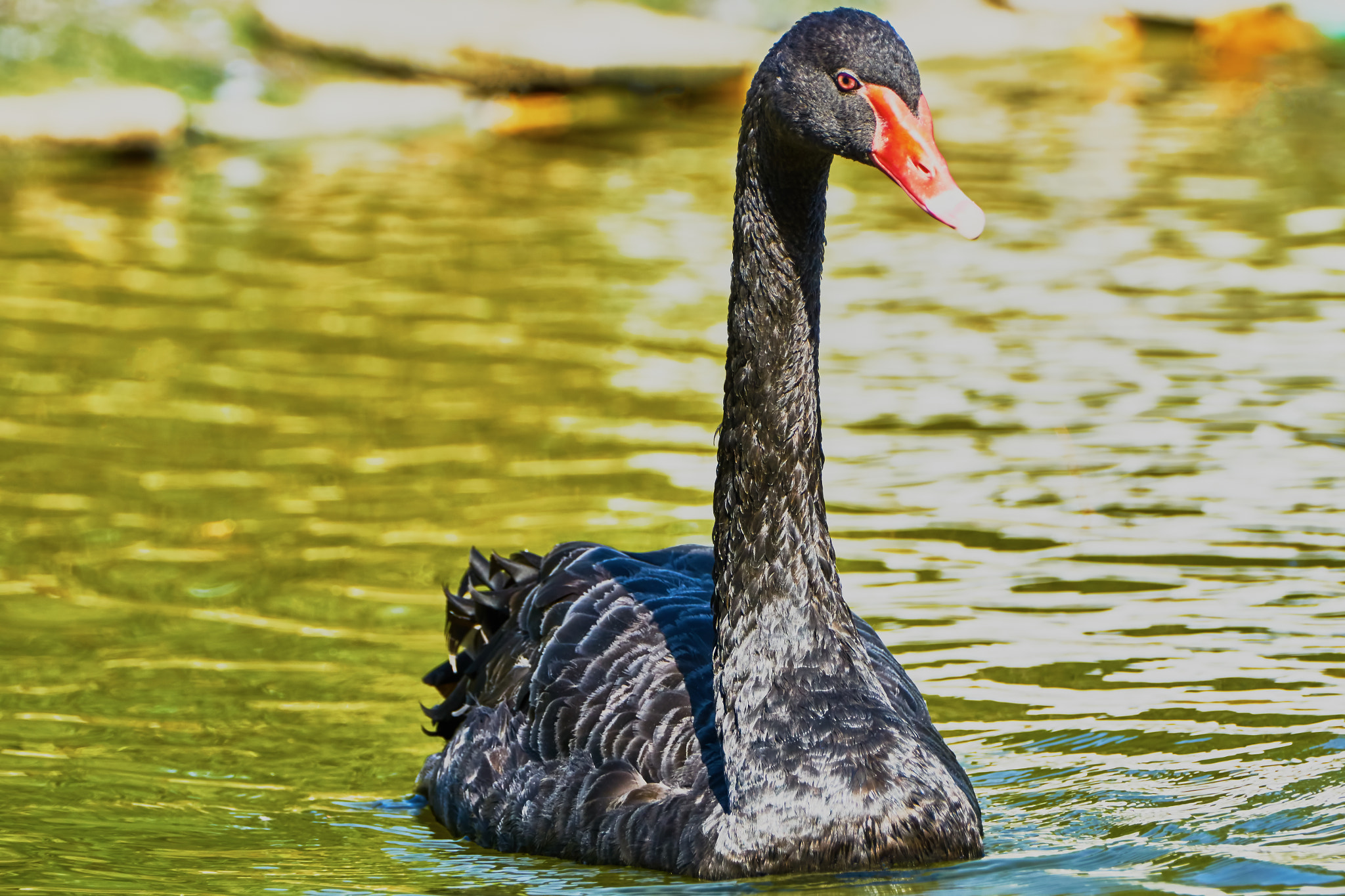 Sony ILCA-77M2 + Sony 70-400mm F4-5.6 G SSM II sample photo. The black swan floats photography