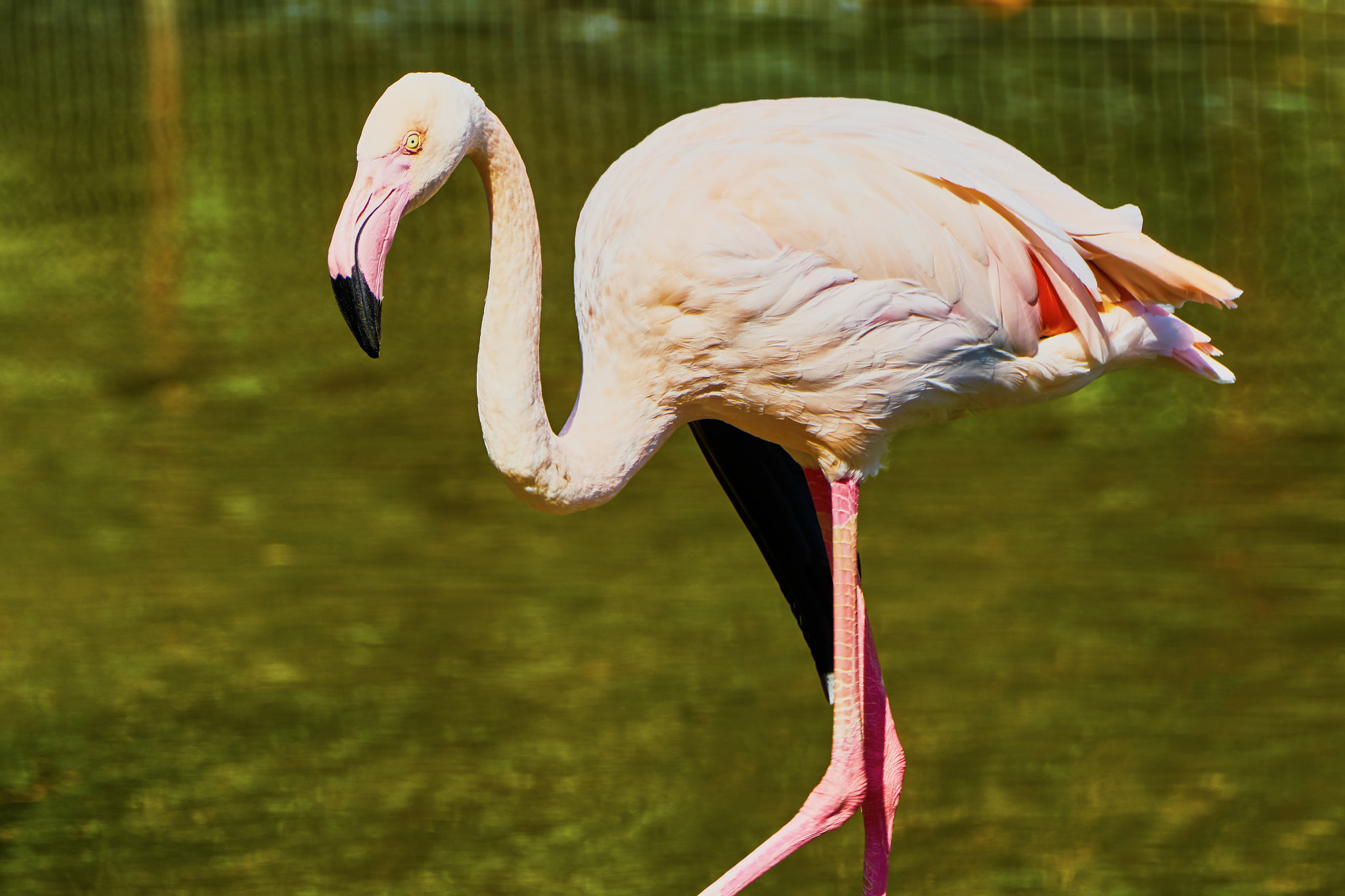 Sony ILCA-77M2 + Sony 70-400mm F4-5.6 G SSM II sample photo. Pink flamingos at the zoo photography