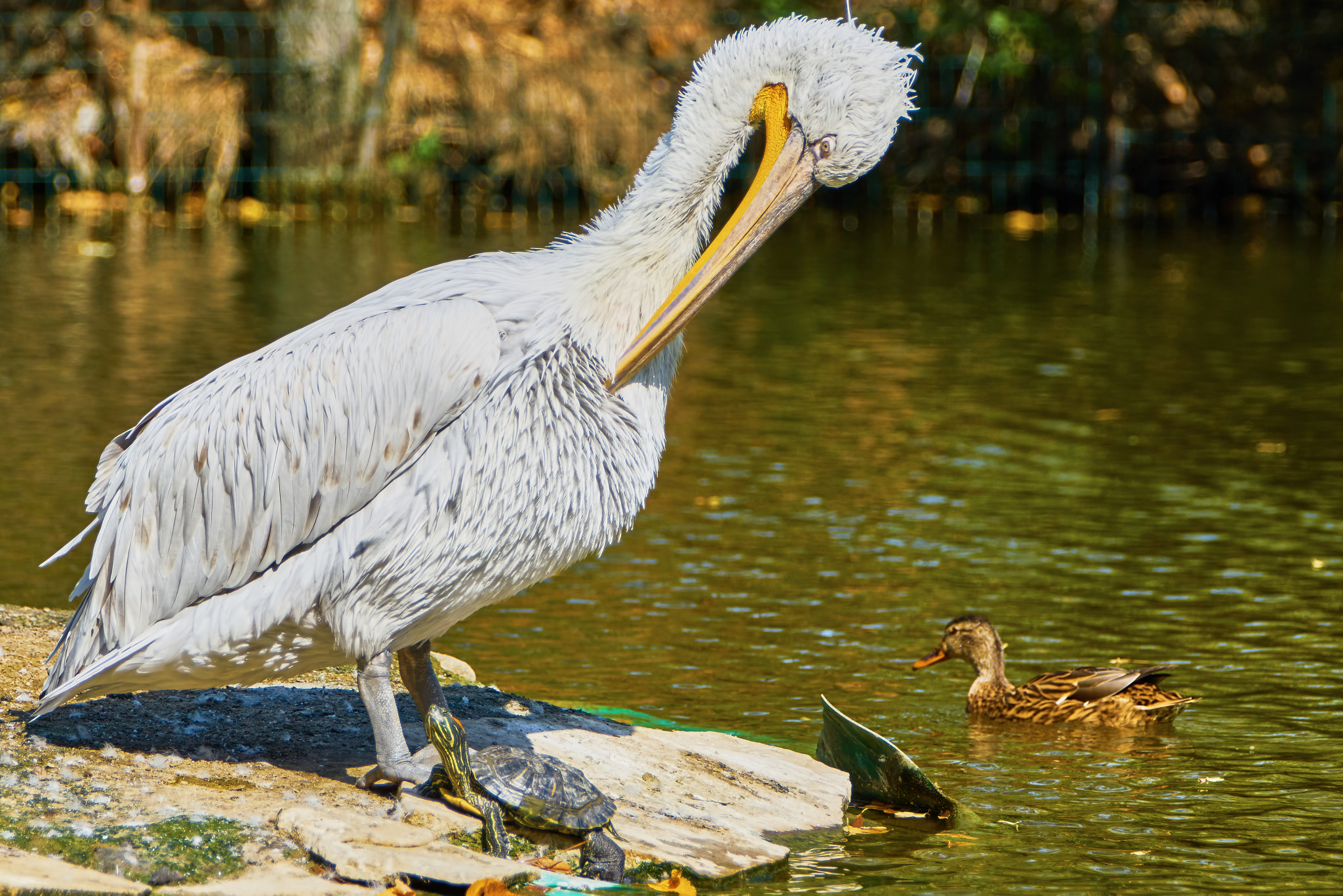 Sony ILCA-77M2 + Sony 70-400mm F4-5.6 G SSM II sample photo. Beautiful pelican and turtle photography