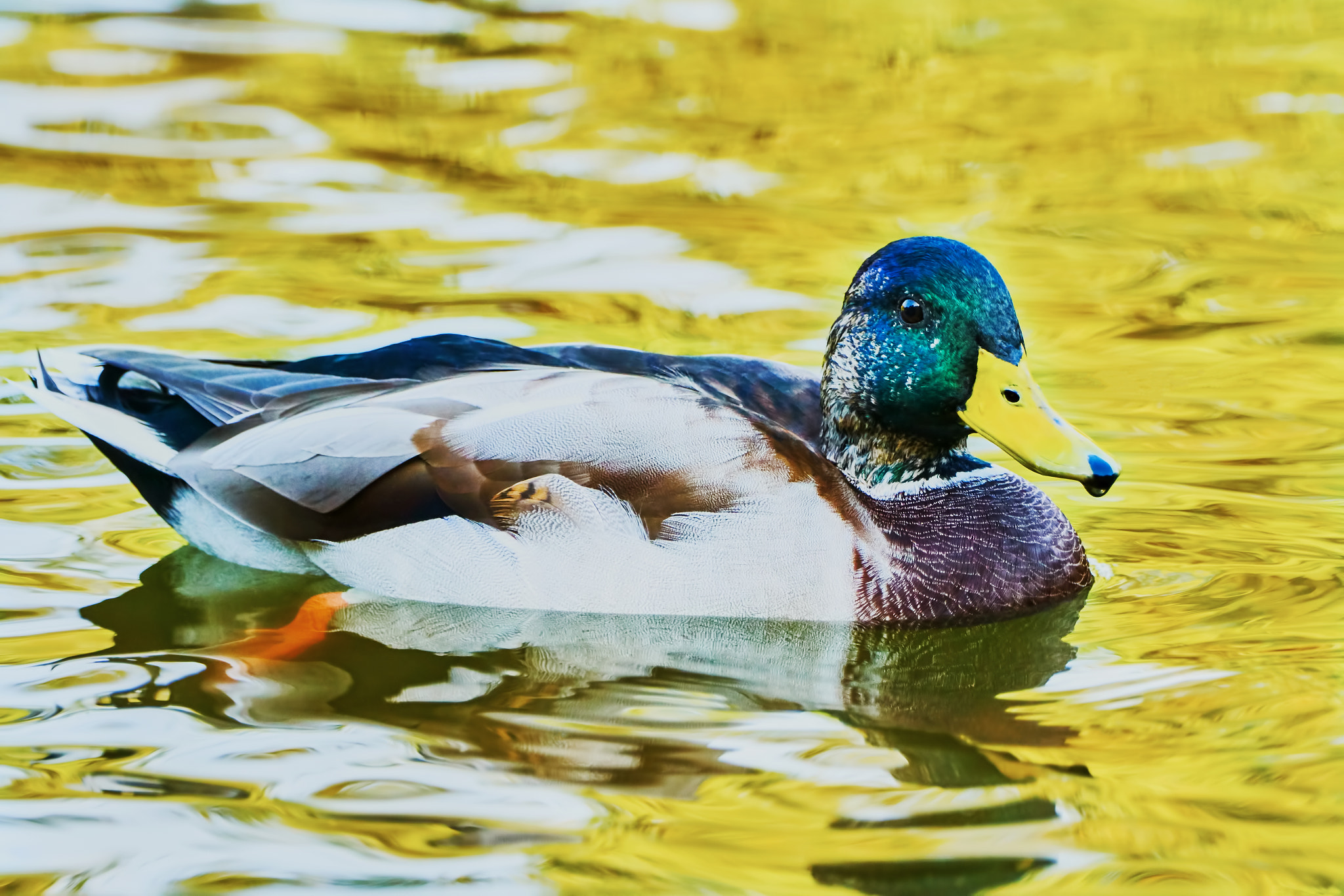Sony ILCA-77M2 + Sony 70-400mm F4-5.6 G SSM II sample photo. Wonderful duck swimming in a pond photography