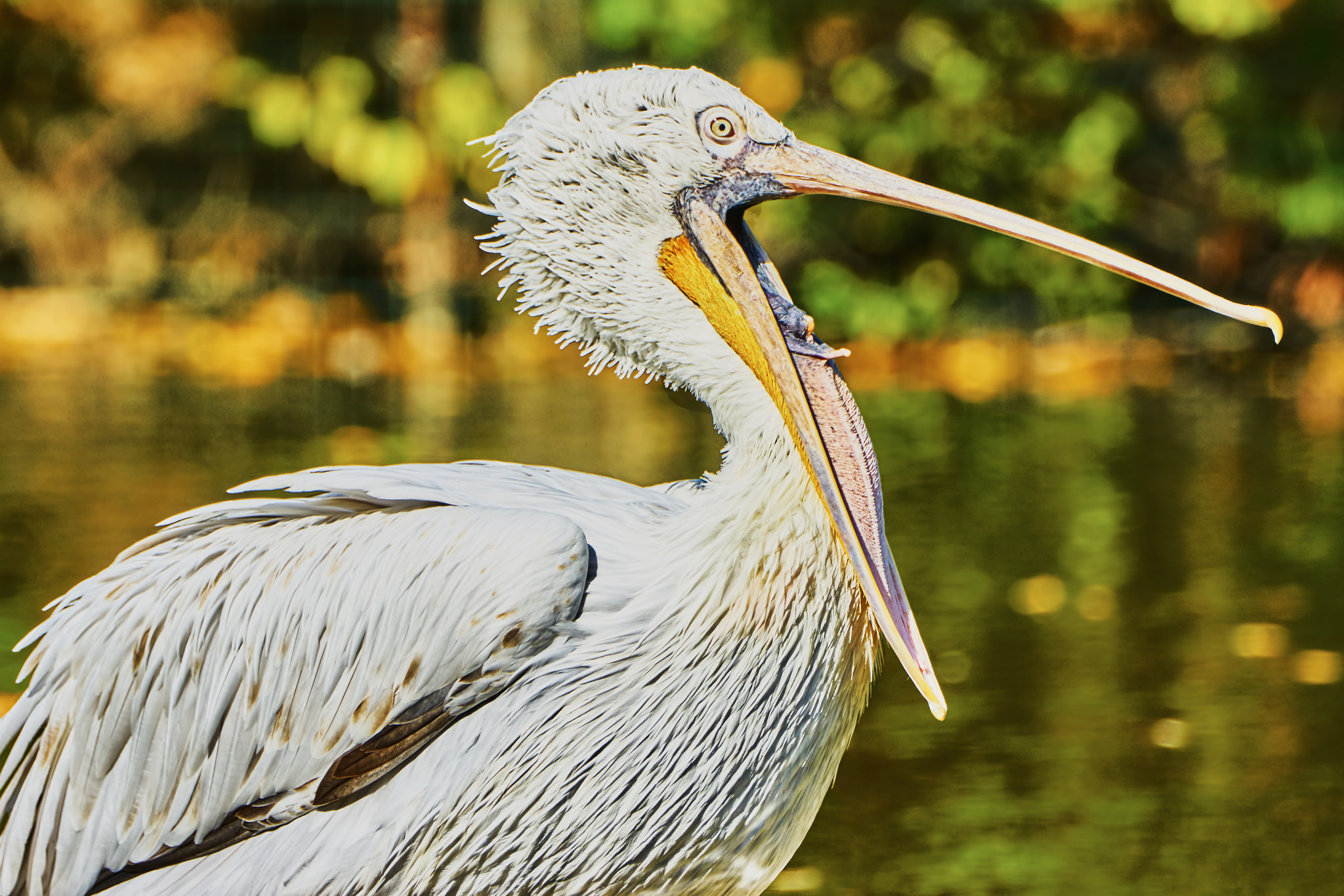 Sony ILCA-77M2 + Sony 70-400mm F4-5.6 G SSM II sample photo. Beautiful pelican with open mouth photography