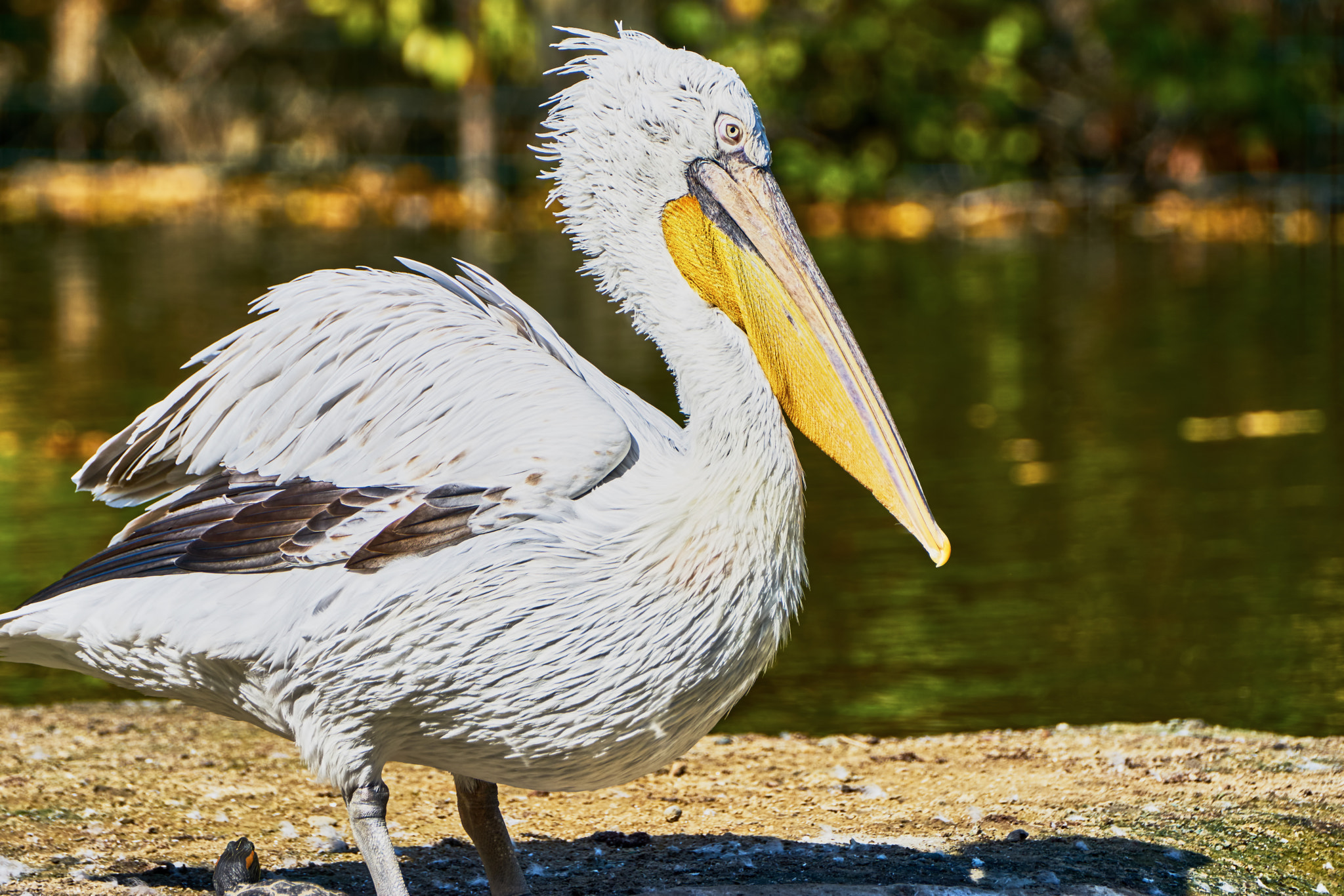 Sony ILCA-77M2 + Sony 70-400mm F4-5.6 G SSM II sample photo. Beautiful pelican in zoo photography