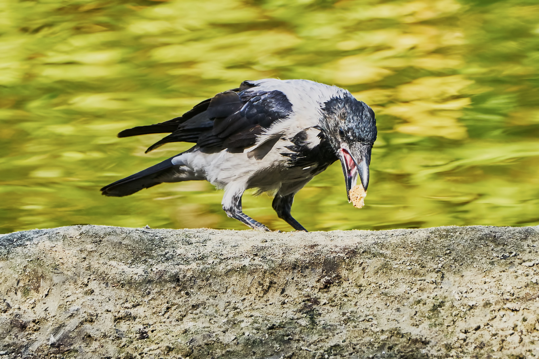 Sony ILCA-77M2 + Sony 70-400mm F4-5.6 G SSM II sample photo. Raven with a piece of bread photography