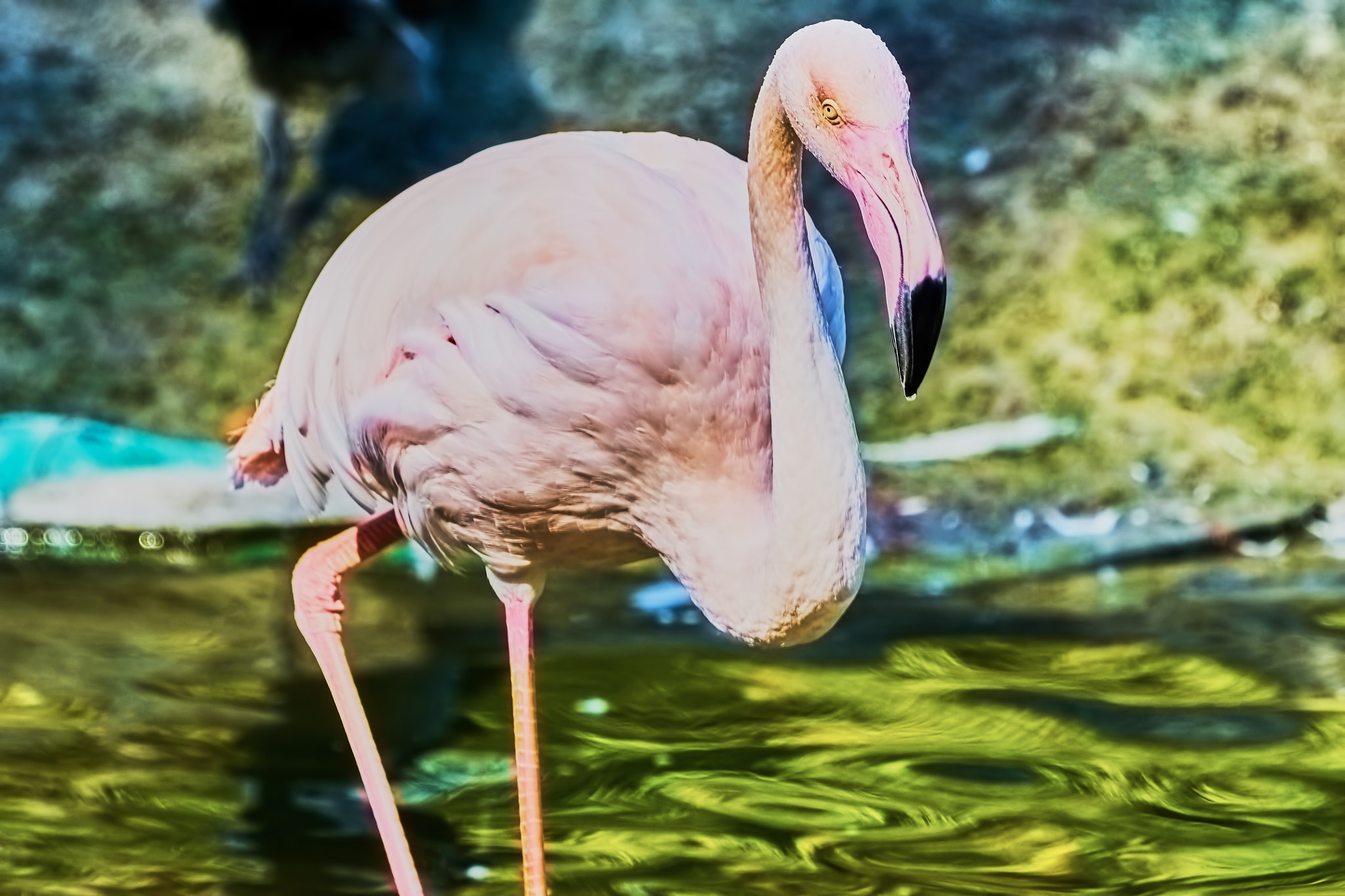 Sony ILCA-77M2 + Sony 70-400mm F4-5.6 G SSM II sample photo. Pink flamingos at the zoo photography