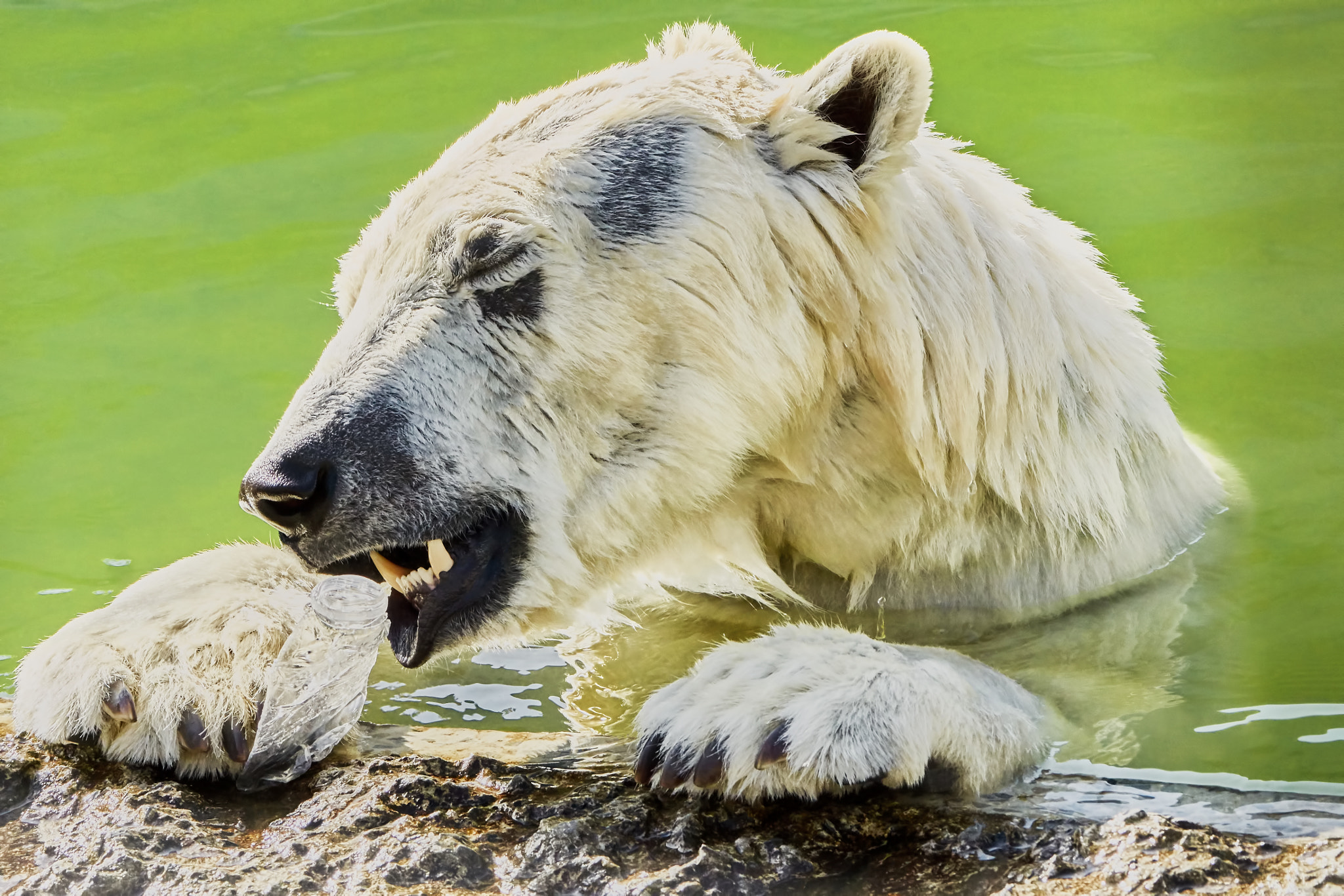 Sony ILCA-77M2 + Sony 70-400mm F4-5.6 G SSM II sample photo. The polar bear is played with a plastic bottle photography