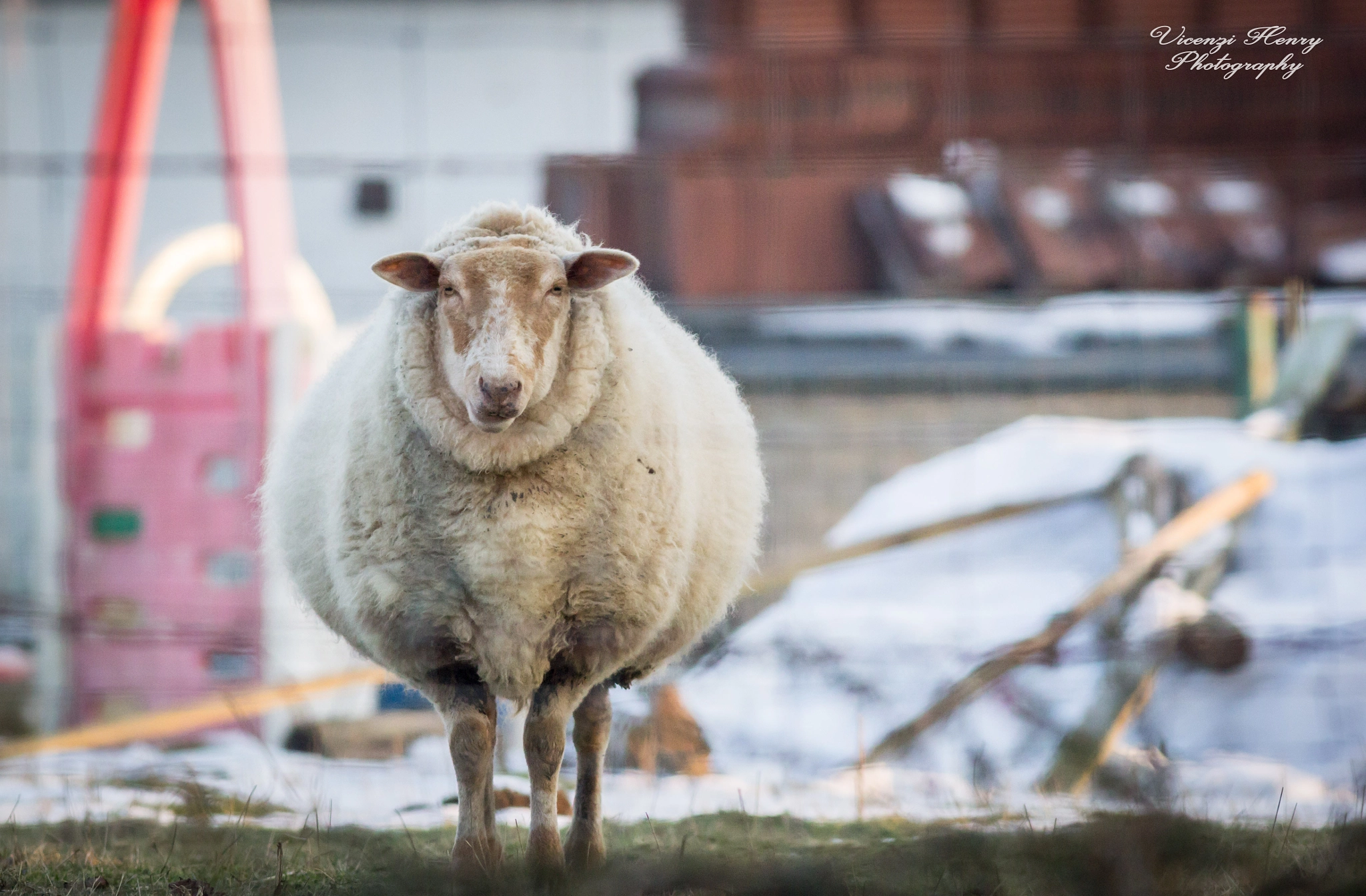 Canon EOS 60D + Canon EF 400mm F5.6L USM sample photo. Winter is coming photography