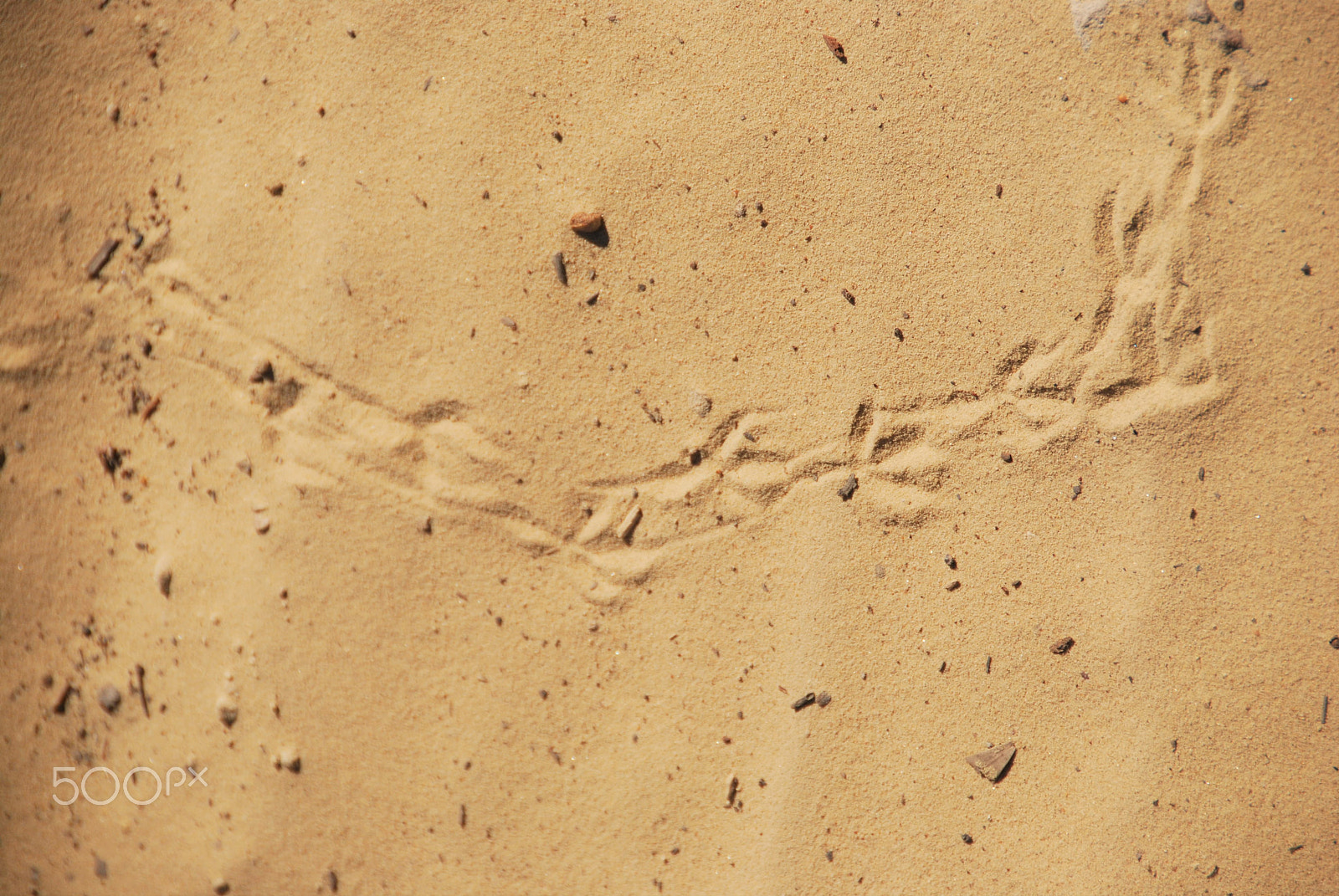 Nikon D60 sample photo. Emu tracks photography