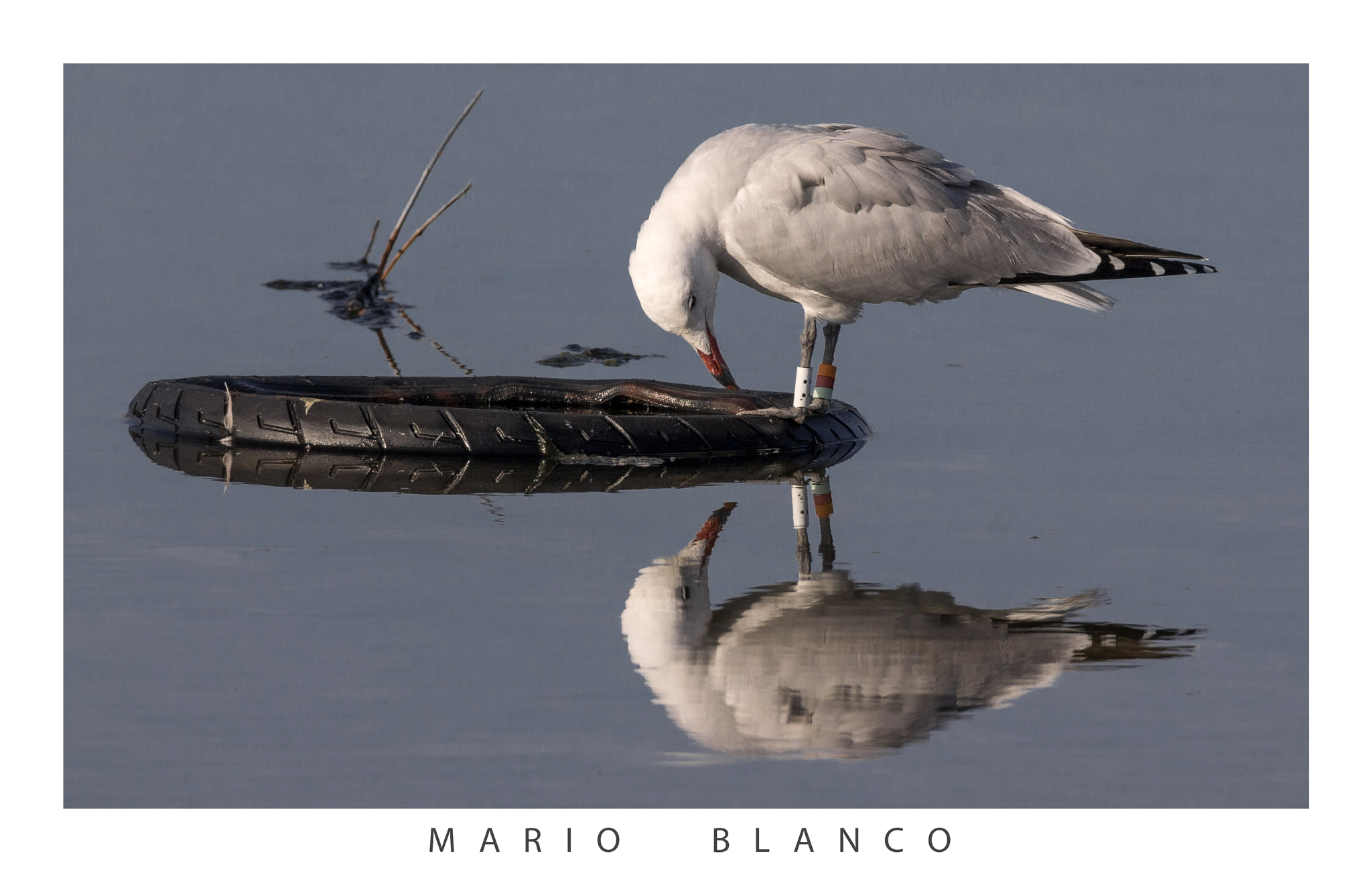 Tamron SP 150-600mm F5-6.3 Di VC USD sample photo. Audouin´s gull photography