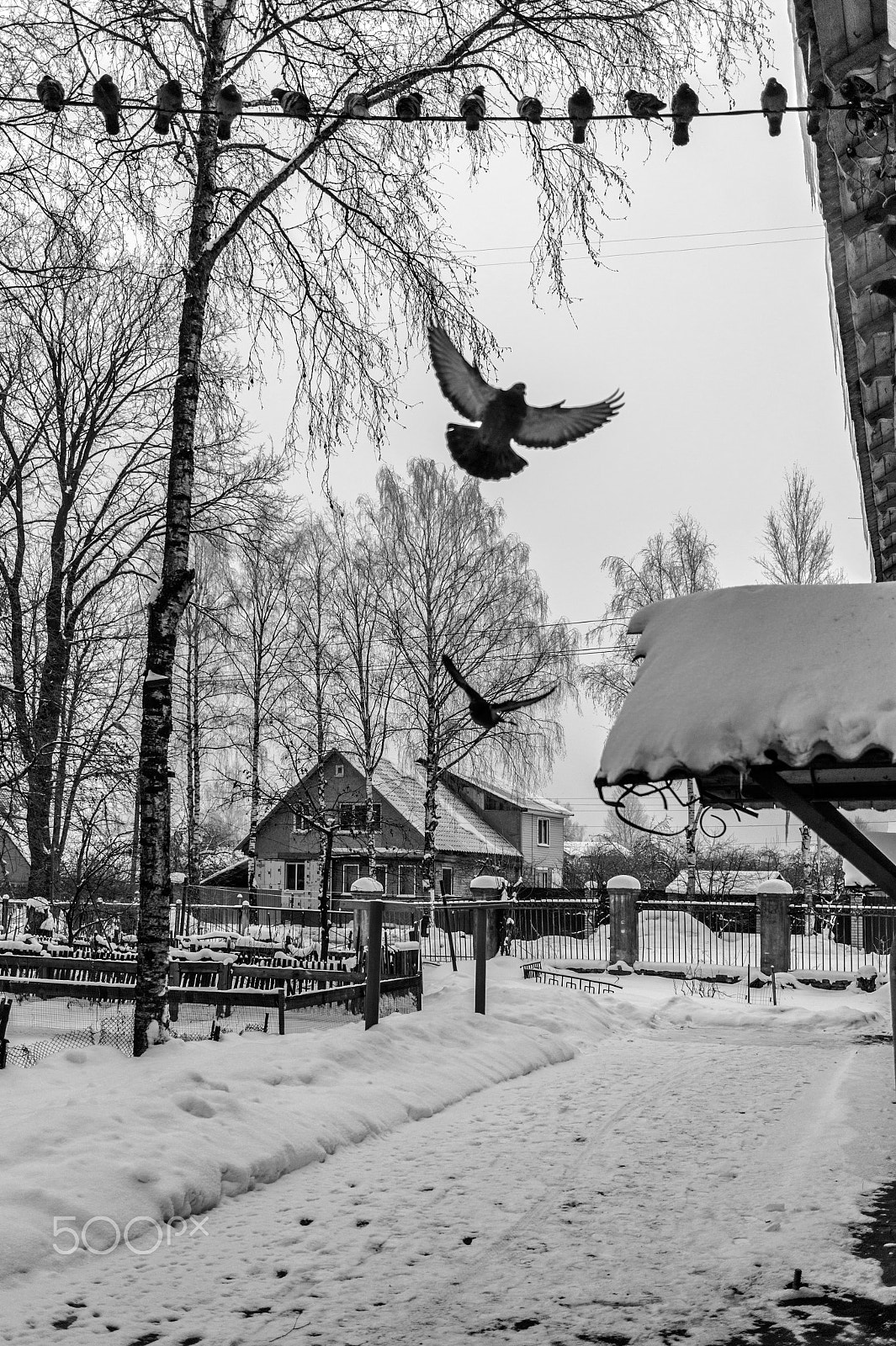 Sony Alpha a5000 (ILCE 5000) + Sony Sonnar T* E 24mm F1.8 ZA sample photo. Winter birds photography