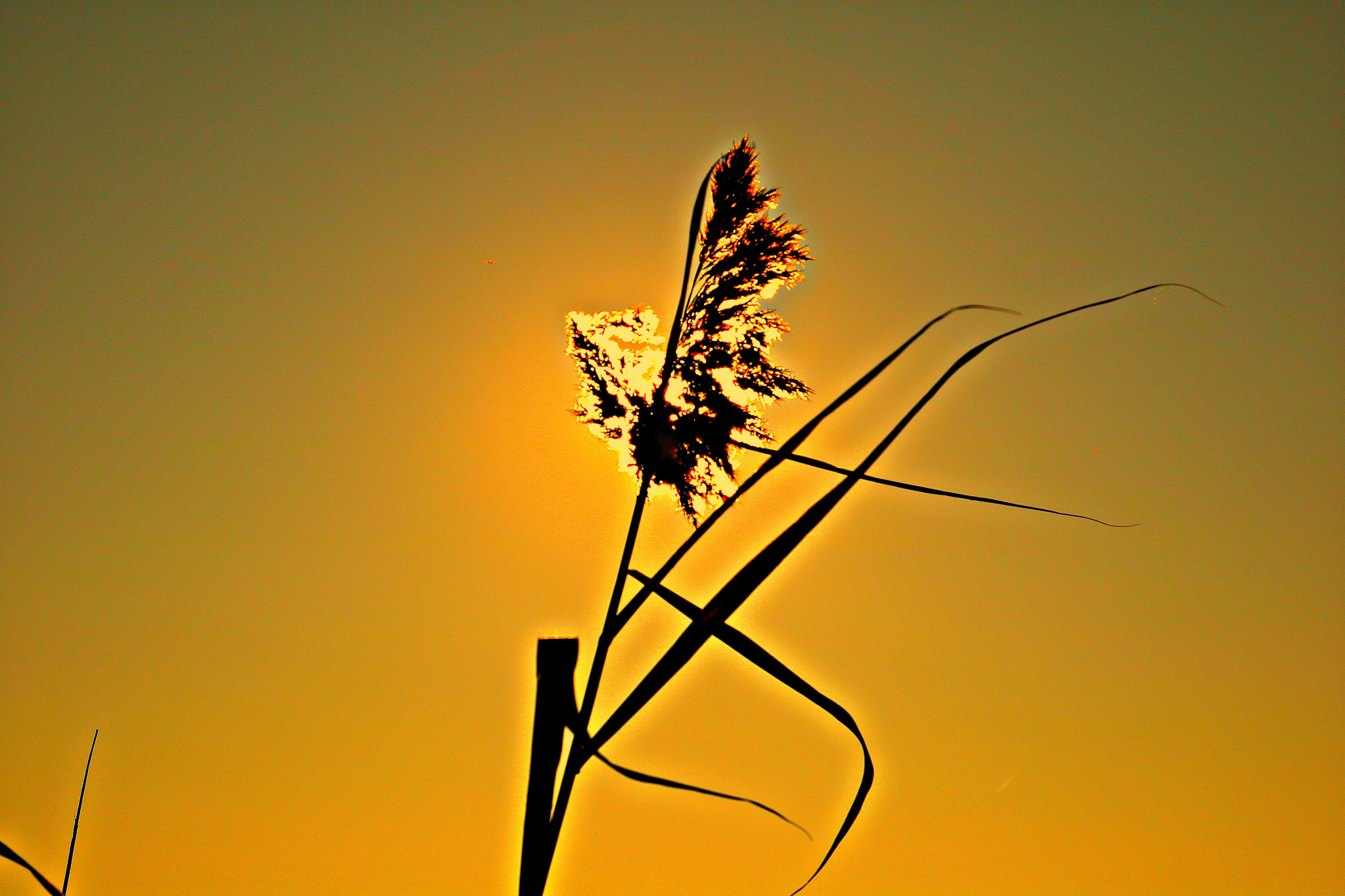 Canon EOS 760D (EOS Rebel T6s / EOS 8000D) sample photo. Zolele photography