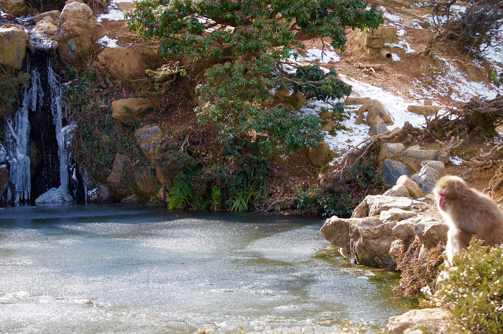 Sony Alpha NEX-C3 sample photo. Kyoto monkey photography