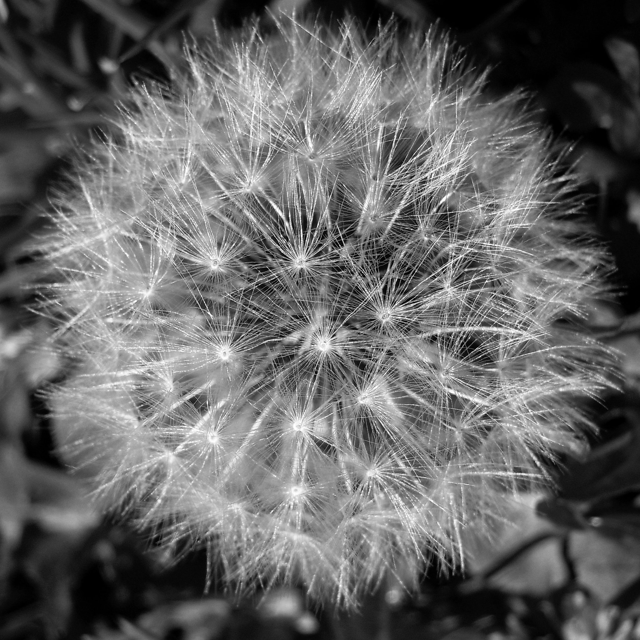 Nikon Coolpix S610c sample photo. Taraxacum officinalis photography