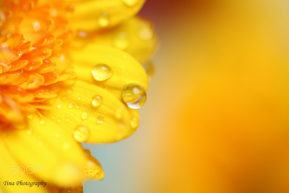 Canon EOS 70D + Canon EF 22-55mm f/4-5.6 USM sample photo. Gerbera yellow photography