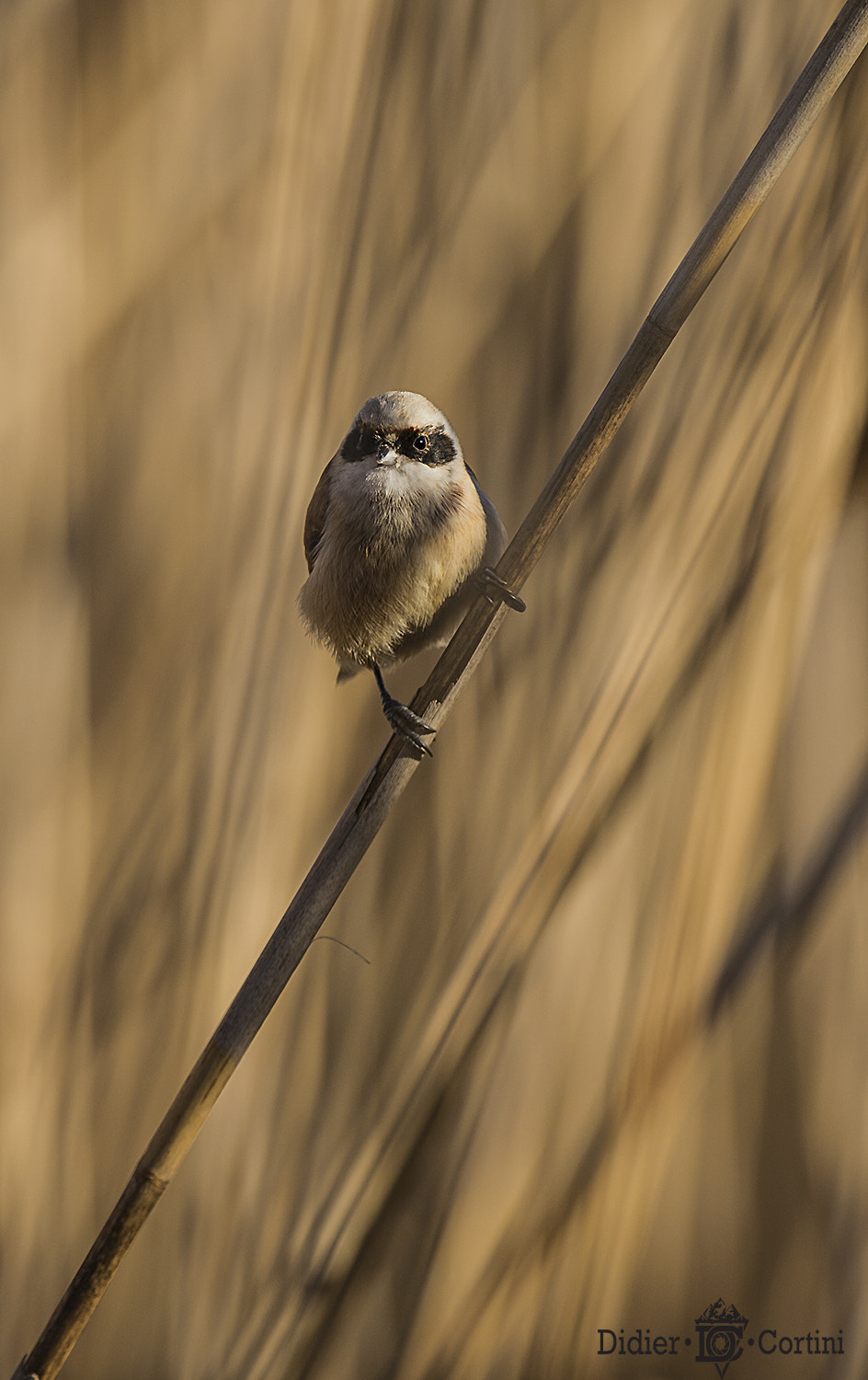 Nikon D4S + Nikon AF-S Nikkor 500mm F4G ED VR sample photo. Rémiz penduline photography