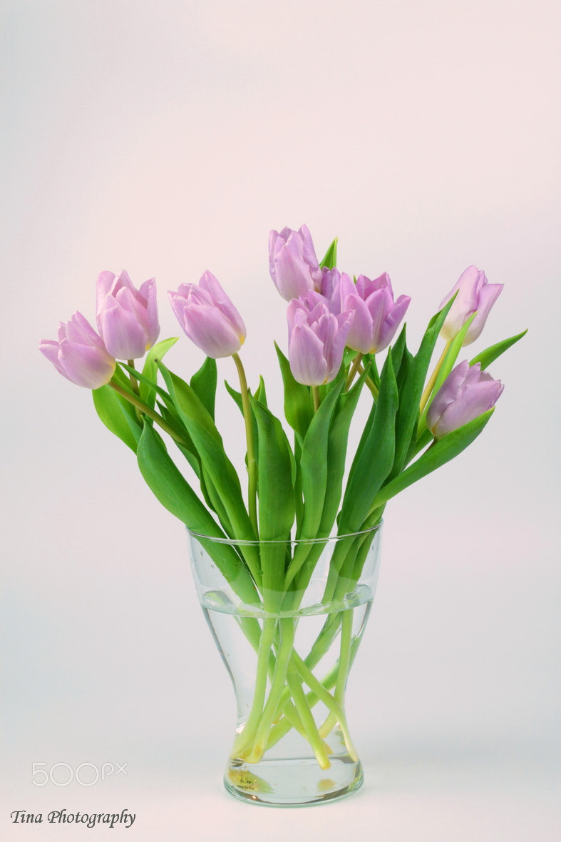 Canon EF 22-55mm f/4-5.6 USM sample photo. Tulips1 photography