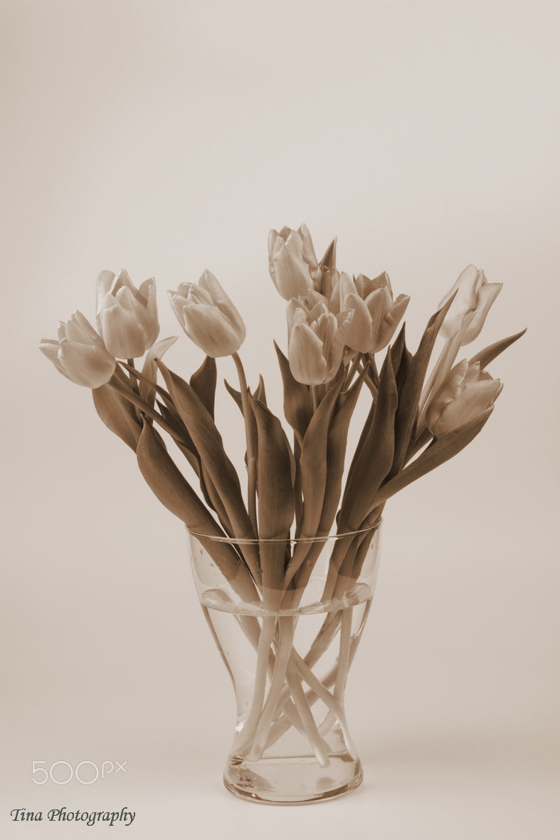 Canon EOS 70D + Canon EF 22-55mm f/4-5.6 USM sample photo. Tulips in sepia photography
