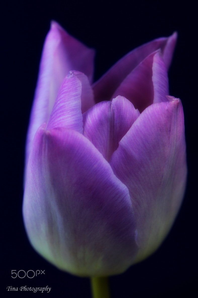 Canon EOS 70D + Canon EF 22-55mm f/4-5.6 USM sample photo. Tulip2 photography