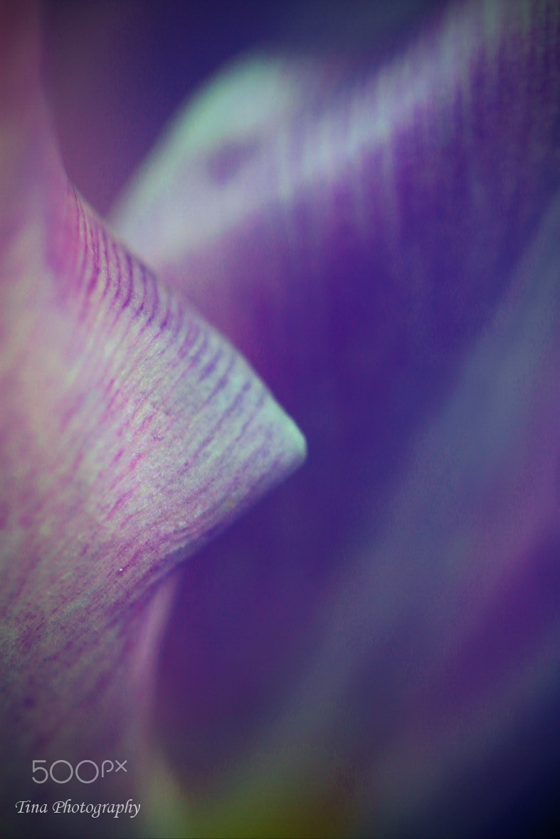 Canon EF 22-55mm f/4-5.6 USM sample photo. Tulip4 photography
