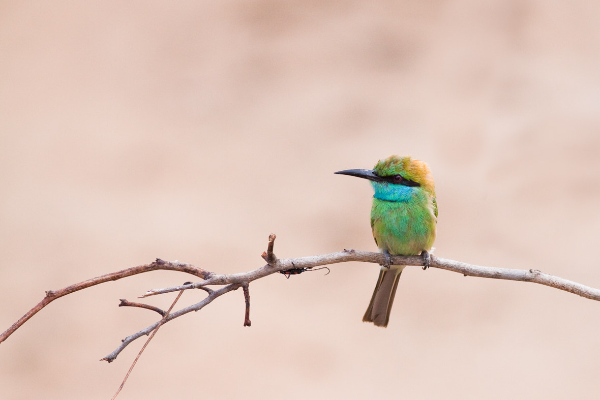 Canon EOS 50D + Canon EF 400mm F5.6L USM sample photo. Green bee-eater photography