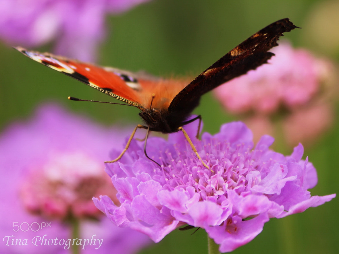 Canon EOS 70D + Canon EF 22-55mm f/4-5.6 USM sample photo. Butterfly3 photography