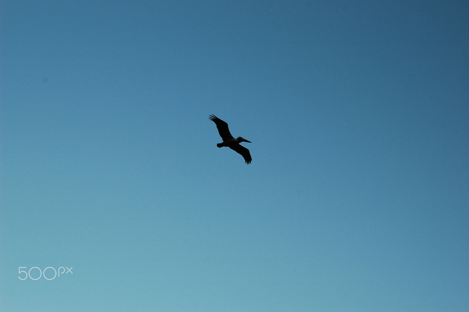 Nikon D70s + Nikon AF-S Nikkor 50mm F1.8G sample photo. Brown pelican flying photography