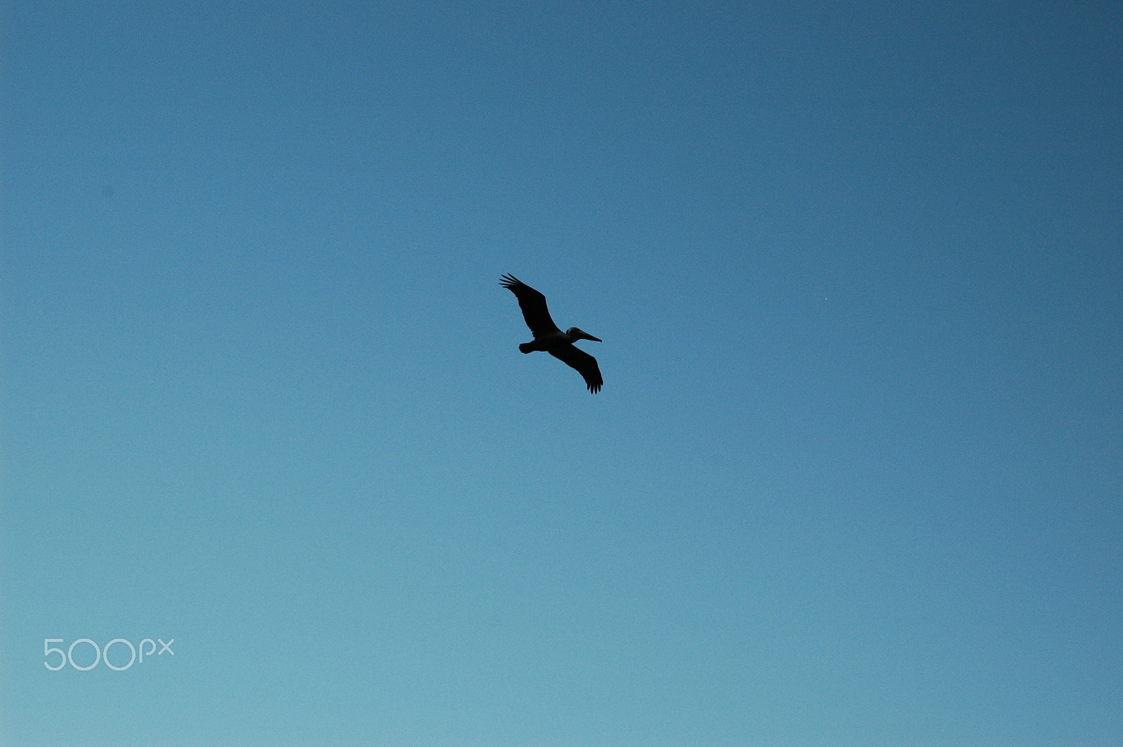 Nikon D70s + Nikon AF-S Nikkor 50mm F1.8G sample photo. Brown pelican flying photography