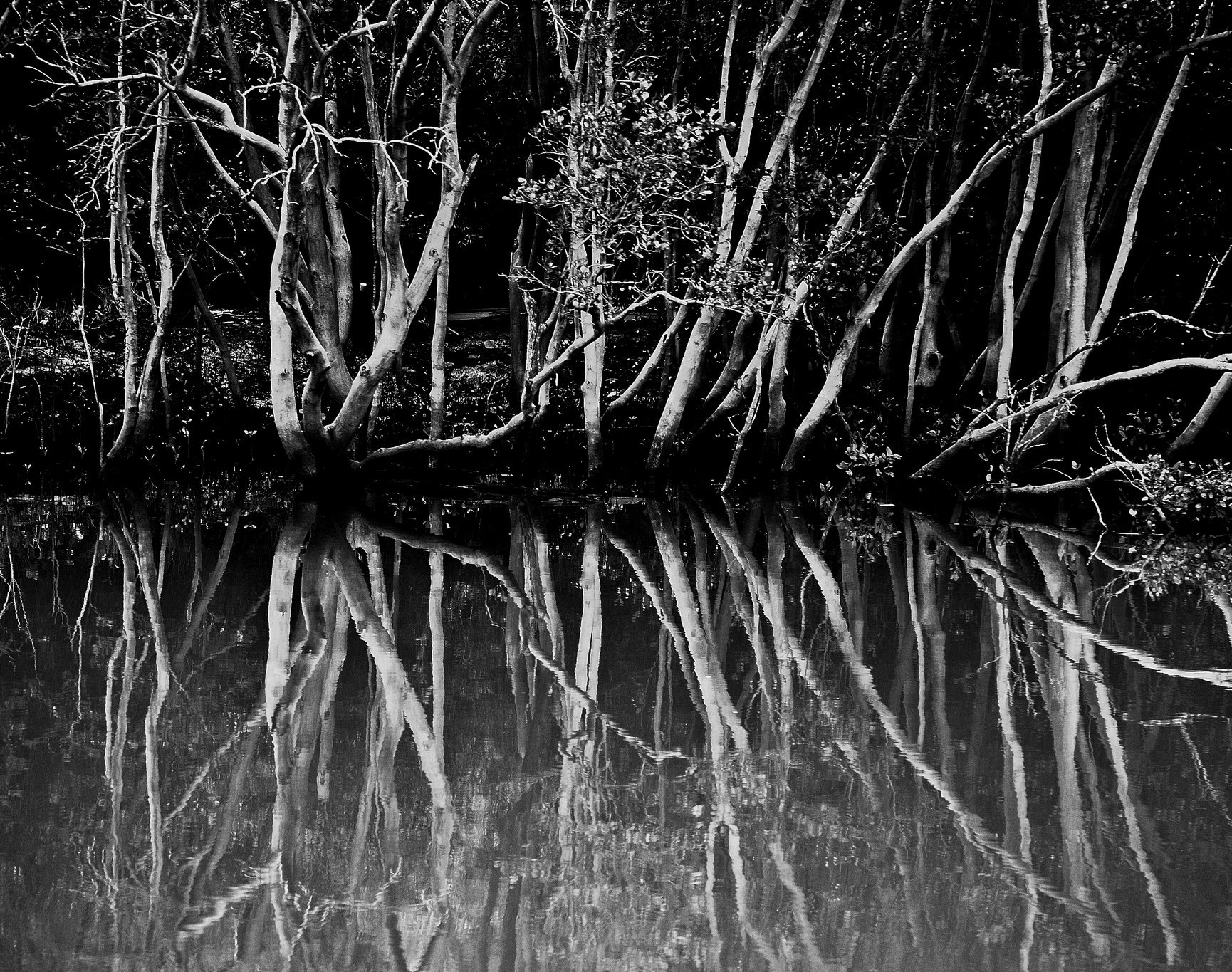Canon EF 70-200mm F2.8L IS USM sample photo. Parramatta river photography