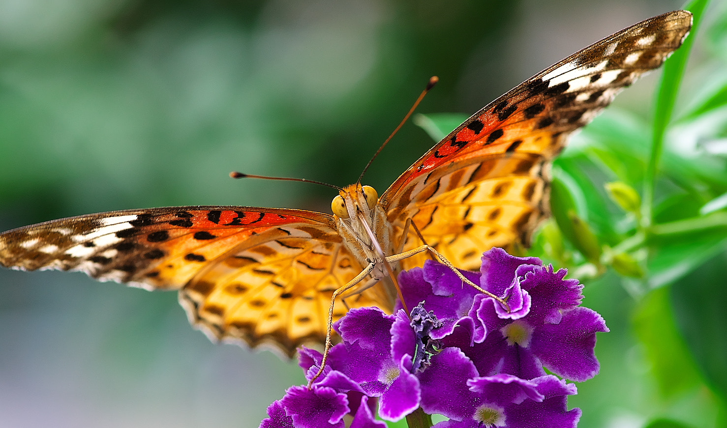 Pentax smc D-FA 100mm F2.8 Macro WR sample photo. Butterfly photography