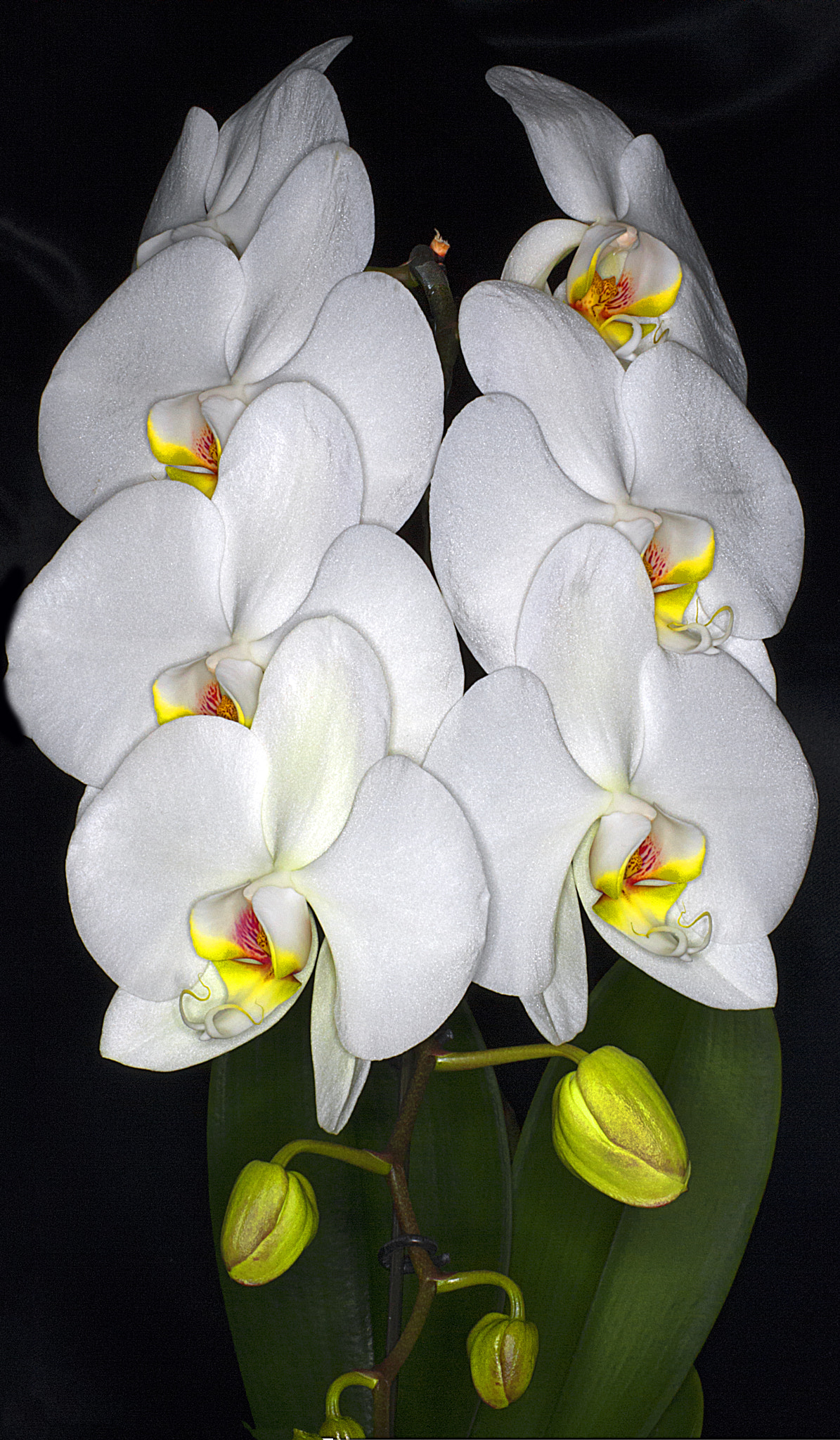 Panasonic Leica DG Macro-Elmarit 45mm F2.8 ASPH OIS sample photo. Orchidee photography