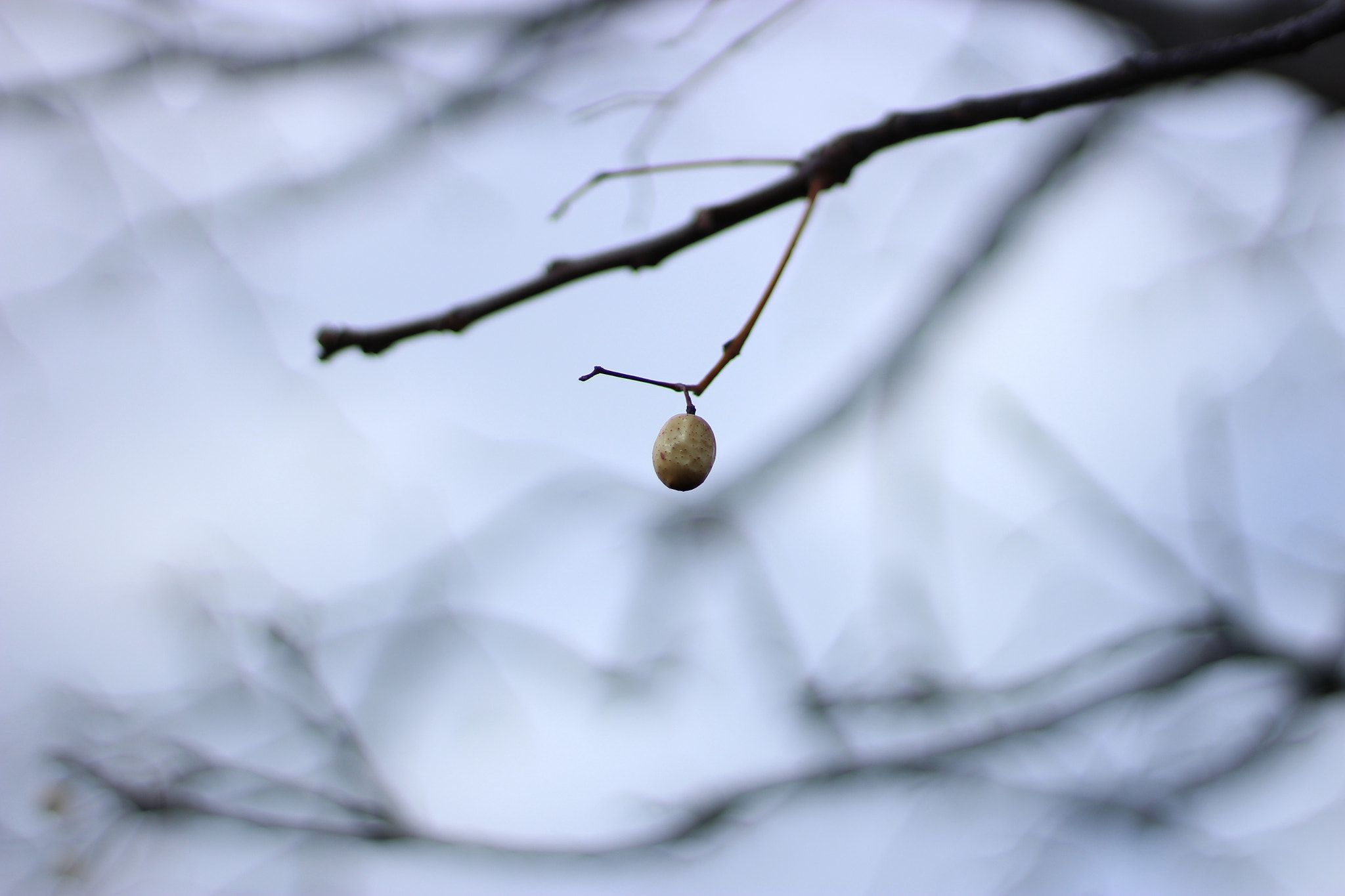 Canon EOS 100D (EOS Rebel SL1 / EOS Kiss X7) sample photo. &amp; branches photography