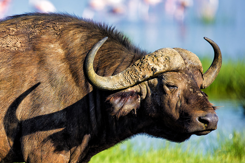 Nikon D3S sample photo. Buffalo photography
