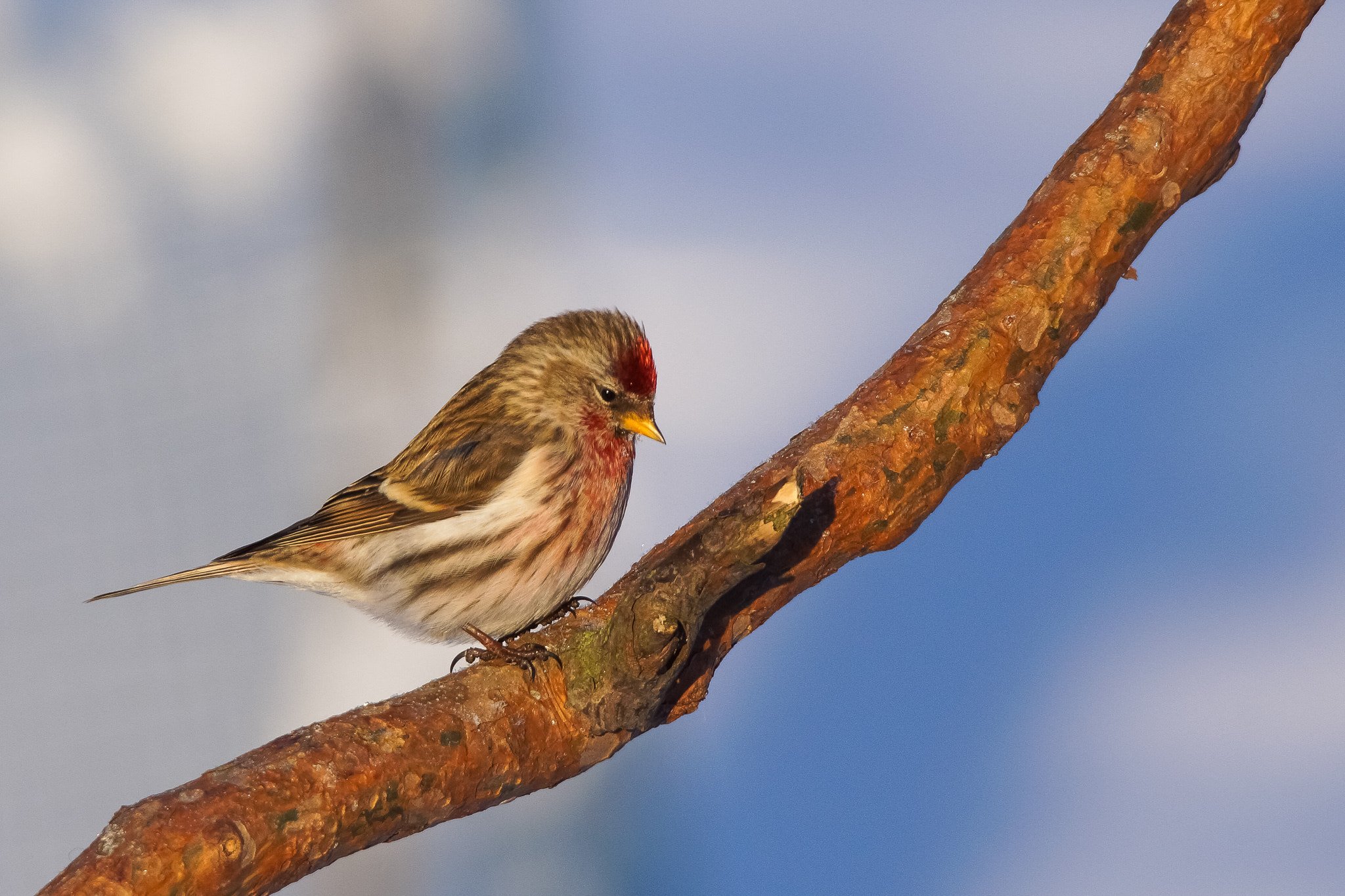 Sony SLT-A65 (SLT-A65V) + Tamron SP 150-600mm F5-6.3 Di VC USD sample photo. Common redpoll photography