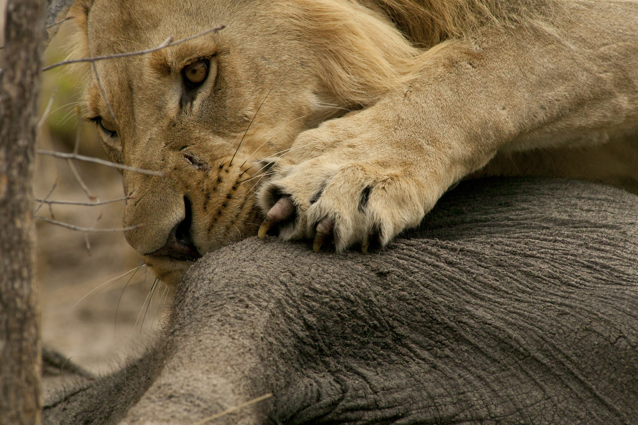 Canon EOS-1Ds + Canon EF 400mm f/2.8L sample photo. Lion and his elephant photography