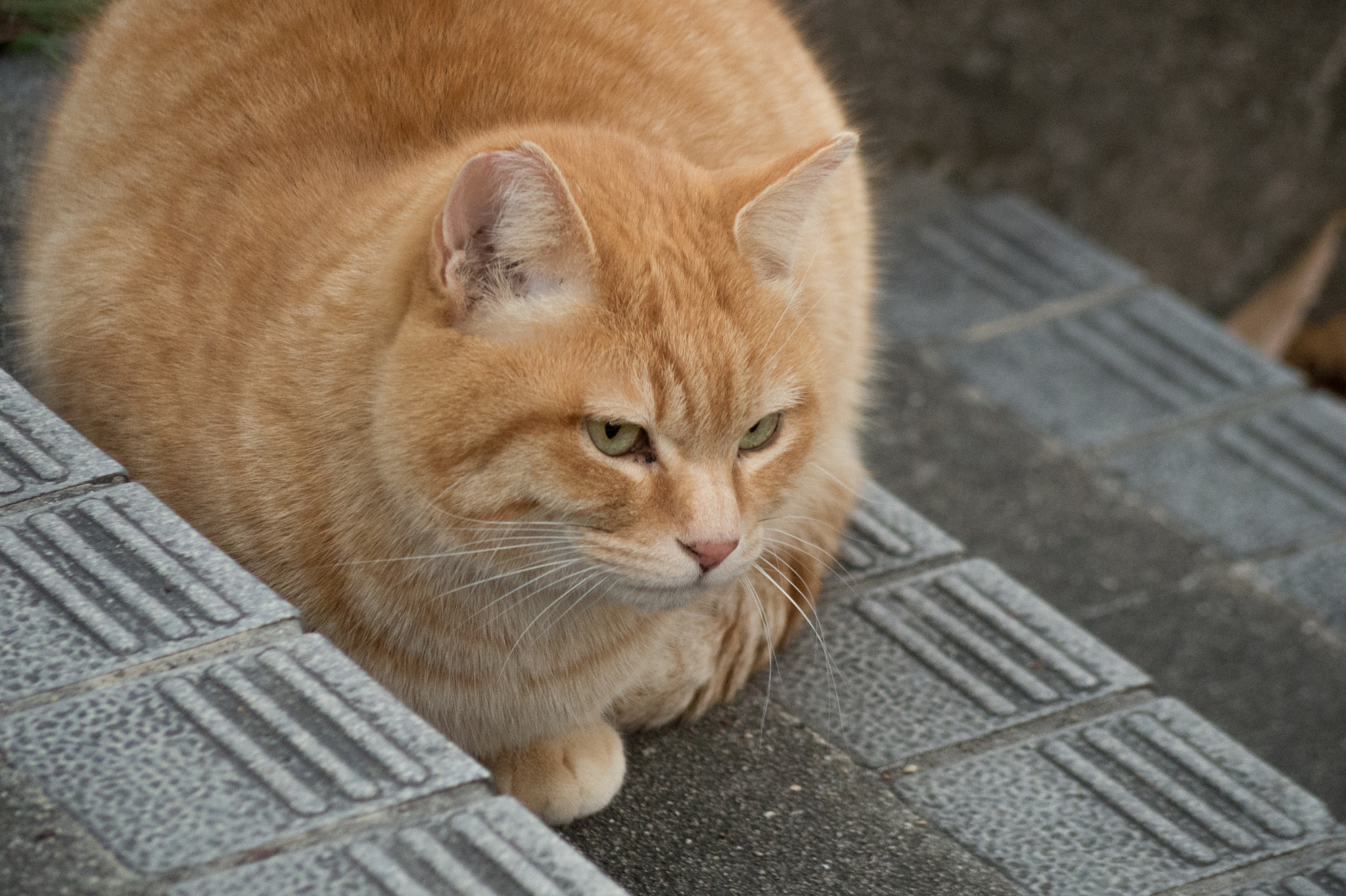 Pentax 06 Telephoto 15-45mm sample photo. A furry photography