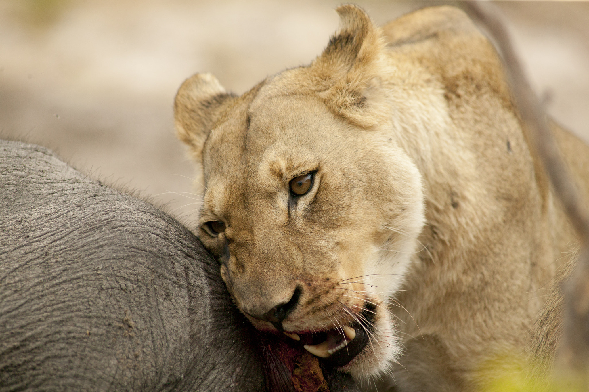 Canon EOS-1Ds + Canon EF 400mm f/2.8L sample photo. Her turn photography