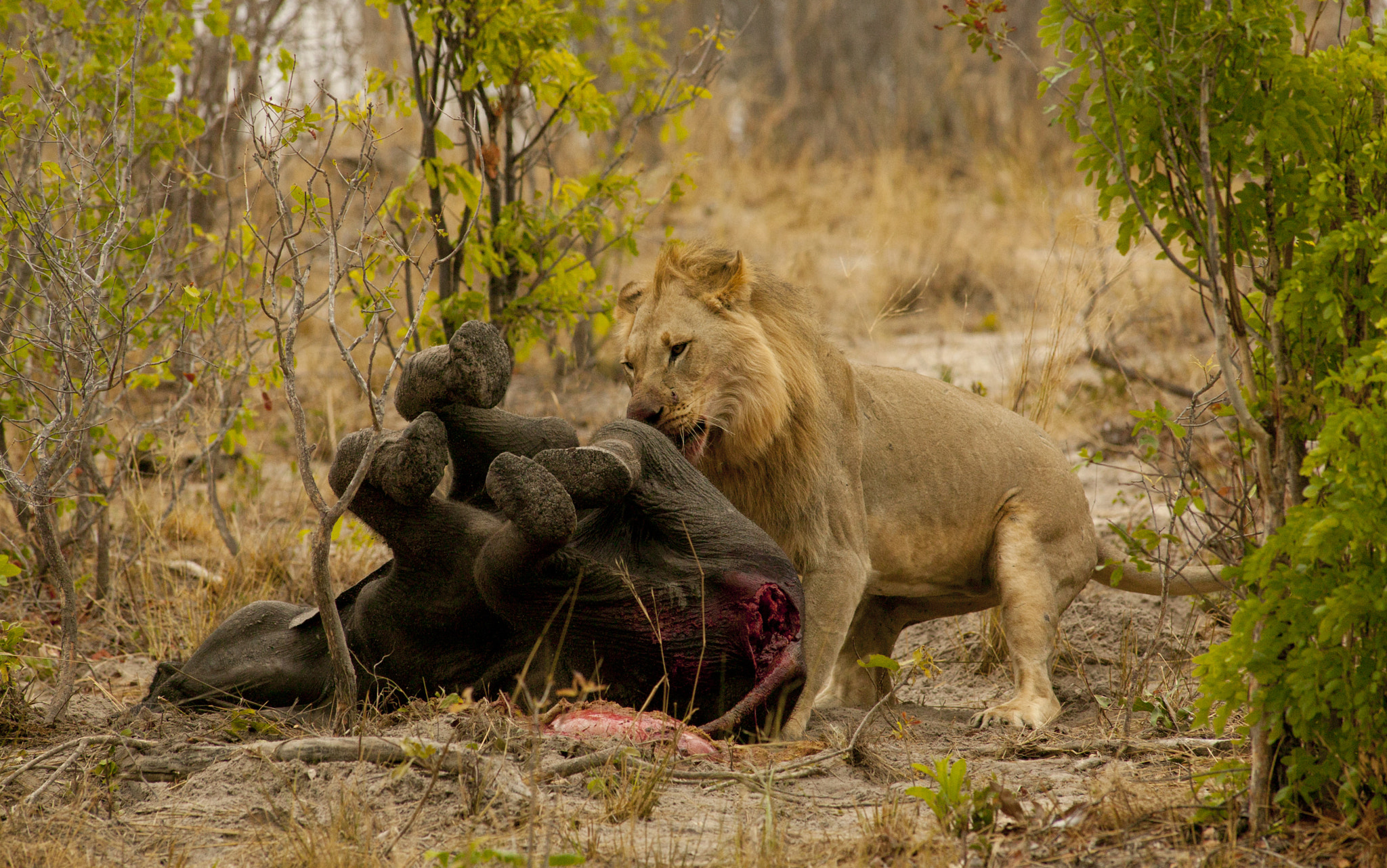 Canon EOS-1Ds + Canon EF 400mm f/2.8L sample photo. Hunger games photography