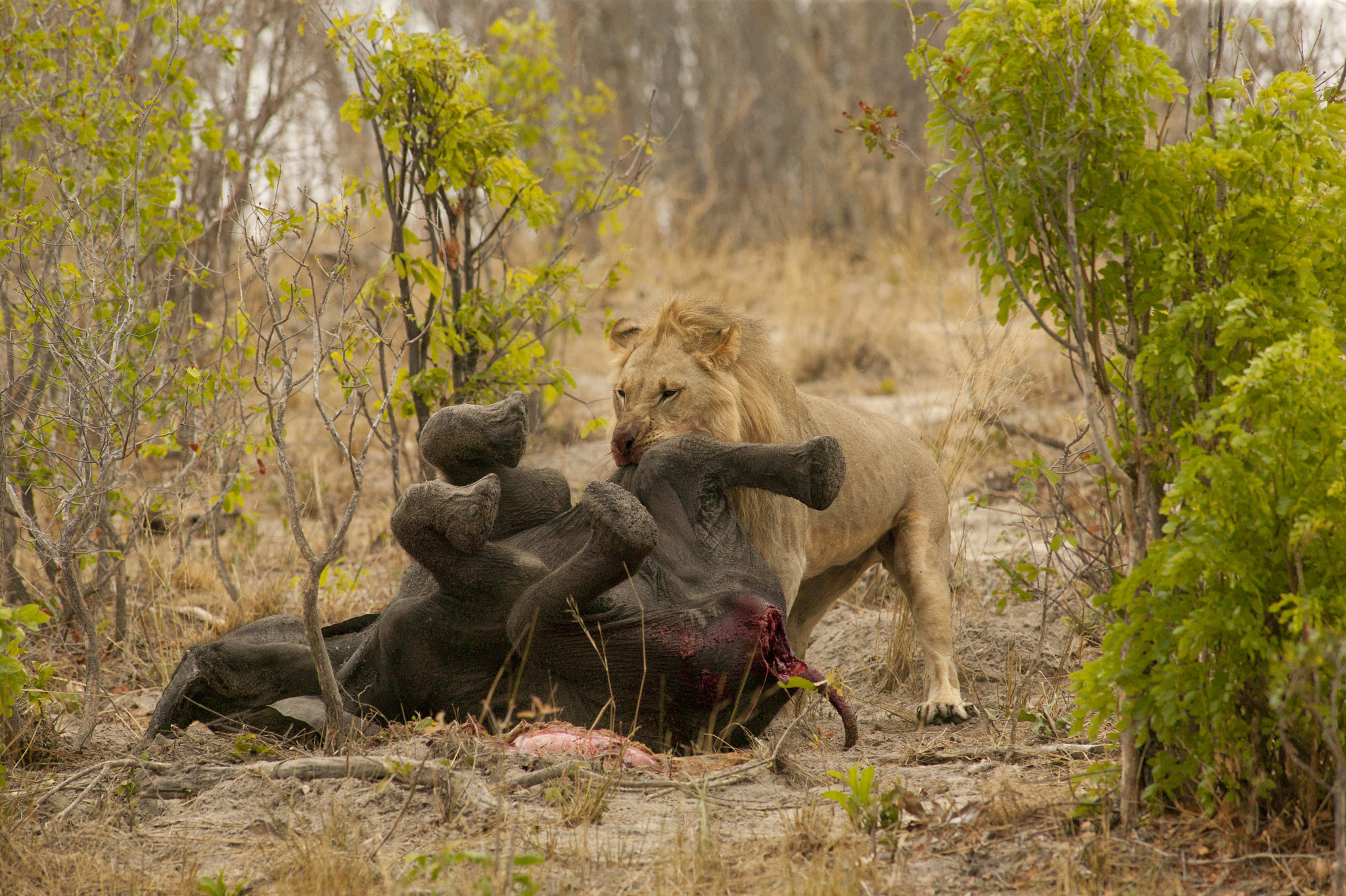 Canon EOS-1Ds + Canon EF 400mm f/2.8L sample photo. Hunger games photography